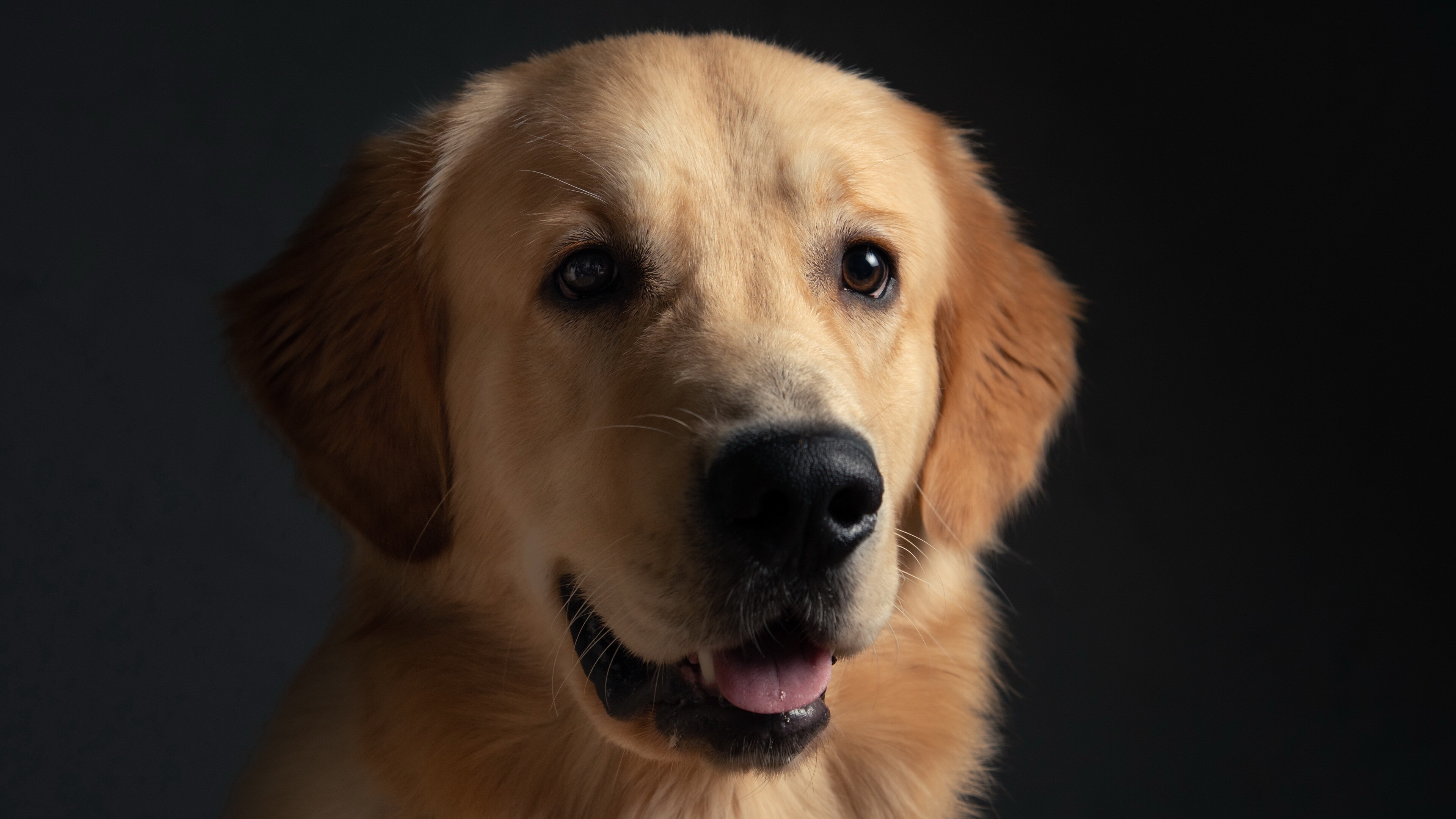 Golden Retriever Wallpaper