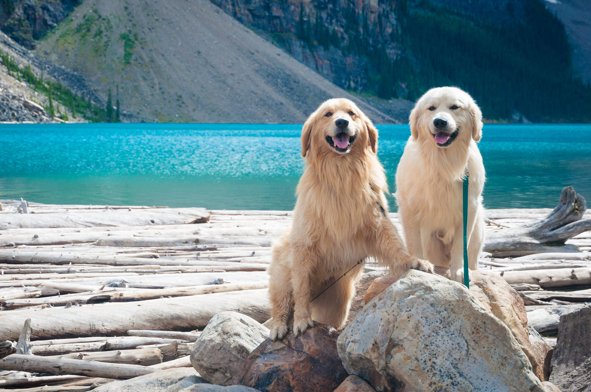 Download Golden Retriever Dogs On Vacation Wallpaper