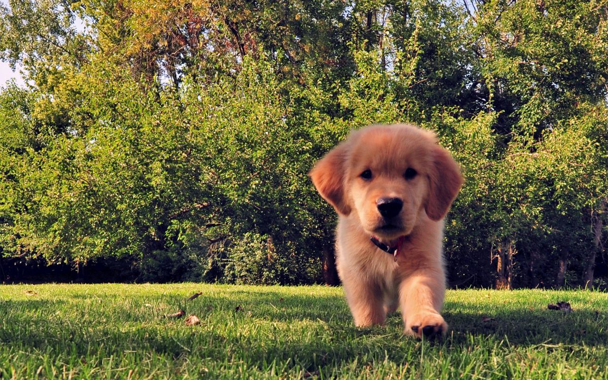 Wallpaper Golden Retriever Puppy on Green Grass Field During Daytime, Background Free Image