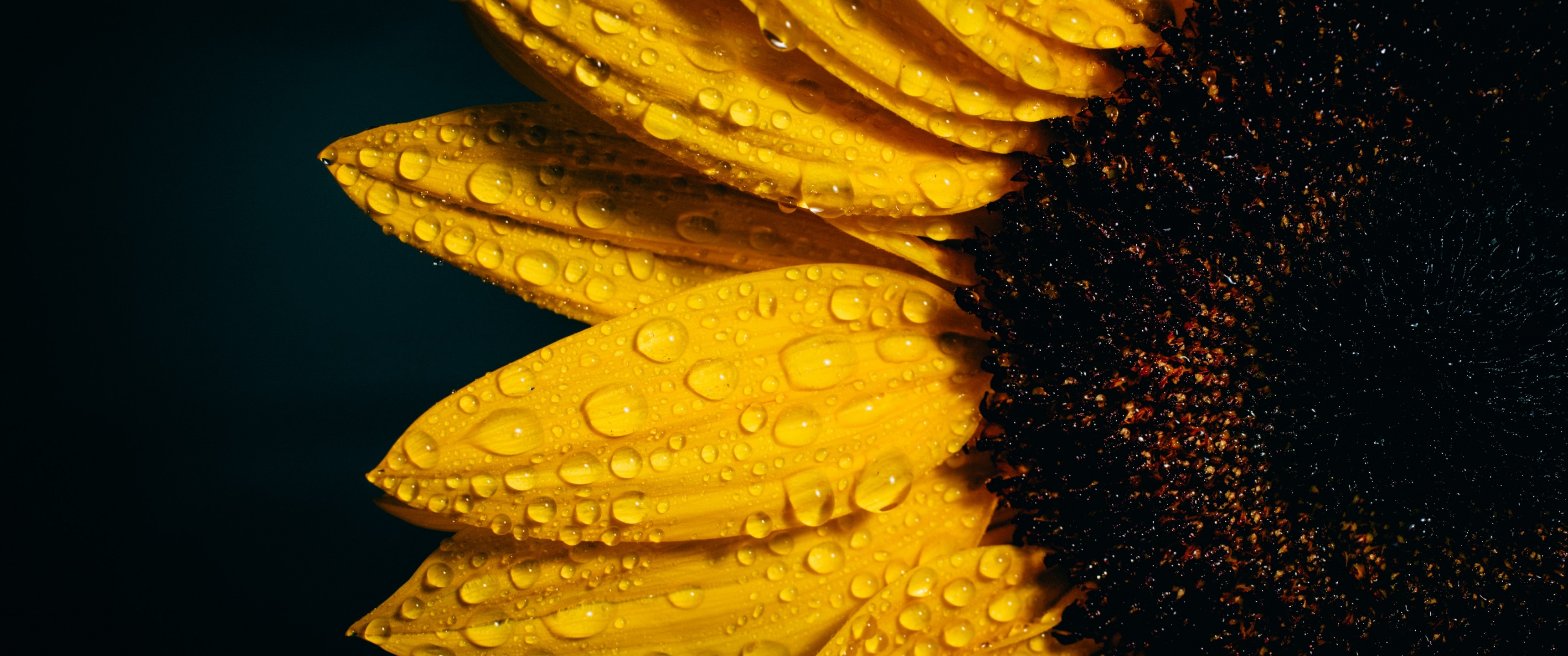 Sunflower Wallpaper 4K, Black background, Rain droplets