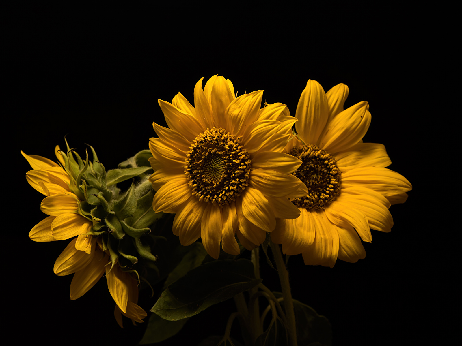 Desktop Wallpaper Yellow Flowers Sunflowers Three 3 1600x1200