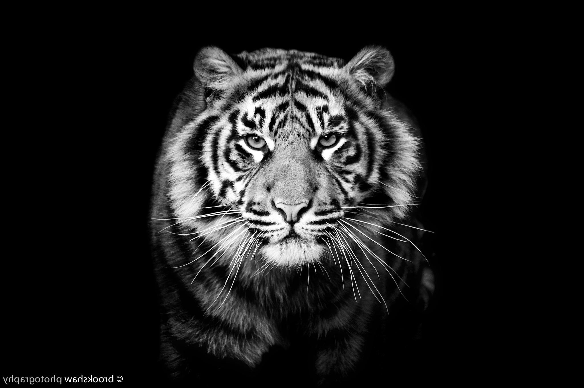 animals, Tiger, Monochrome Wallpaper HD / Desktop and Mobile Background