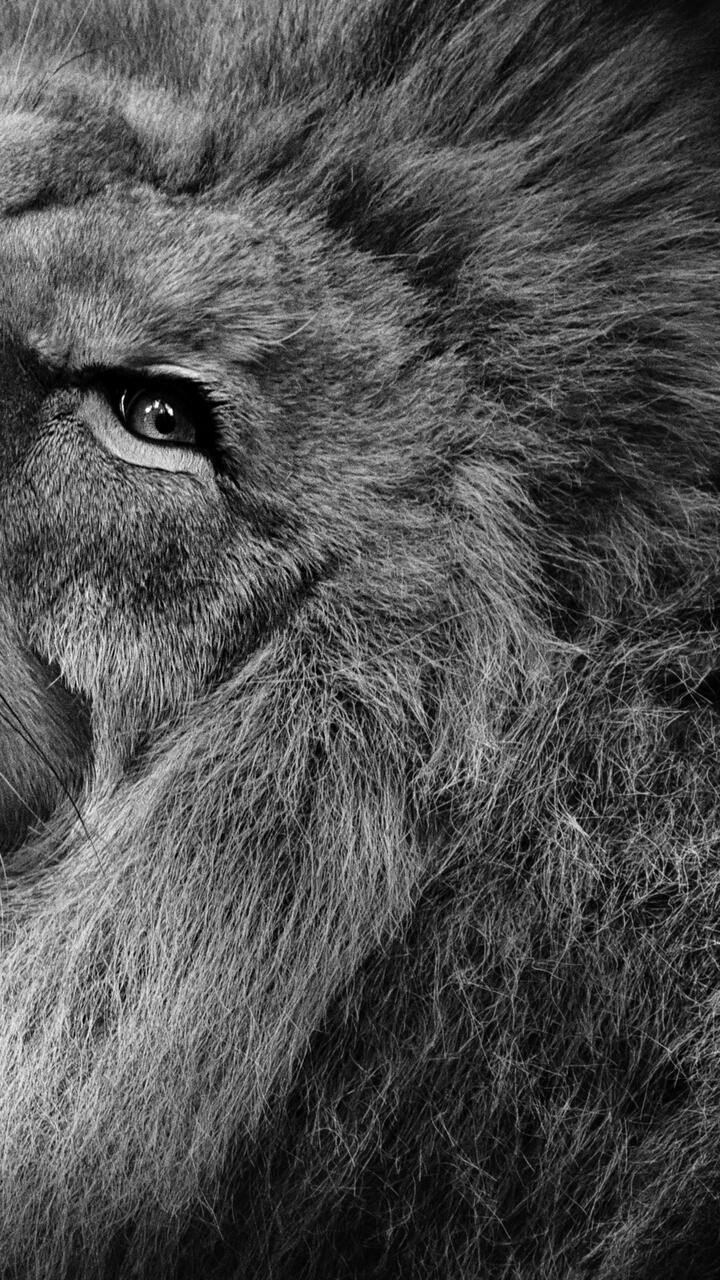 Wallpaper wallpaper lion majestic monochrome 720x1280 HD from arashilkis image and screensavers