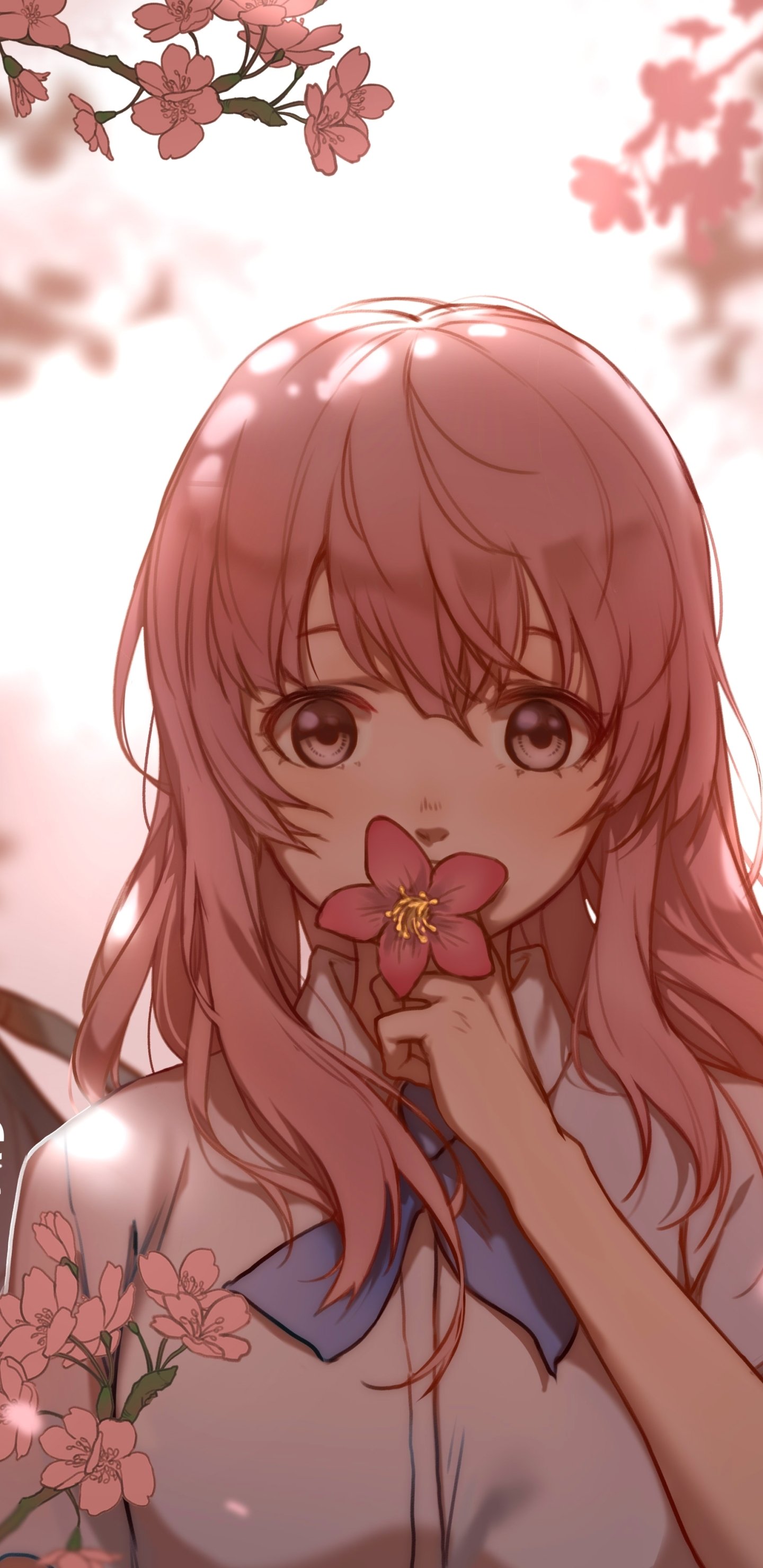 Download Cherry Blossom Shouko Nishimiya Pink Hair Anime A Silent Voice Phone Wallpaper