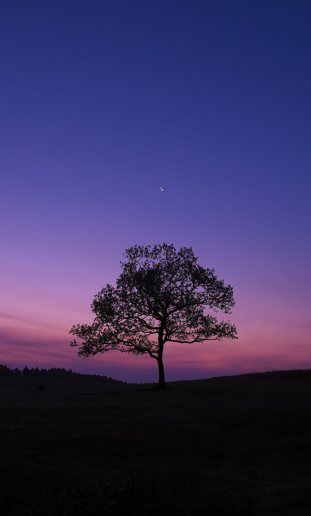 Dark Sky Tree Purple Sky Nature iPhone , HD 4k Wallpaper Image, Background, Photos and Picture