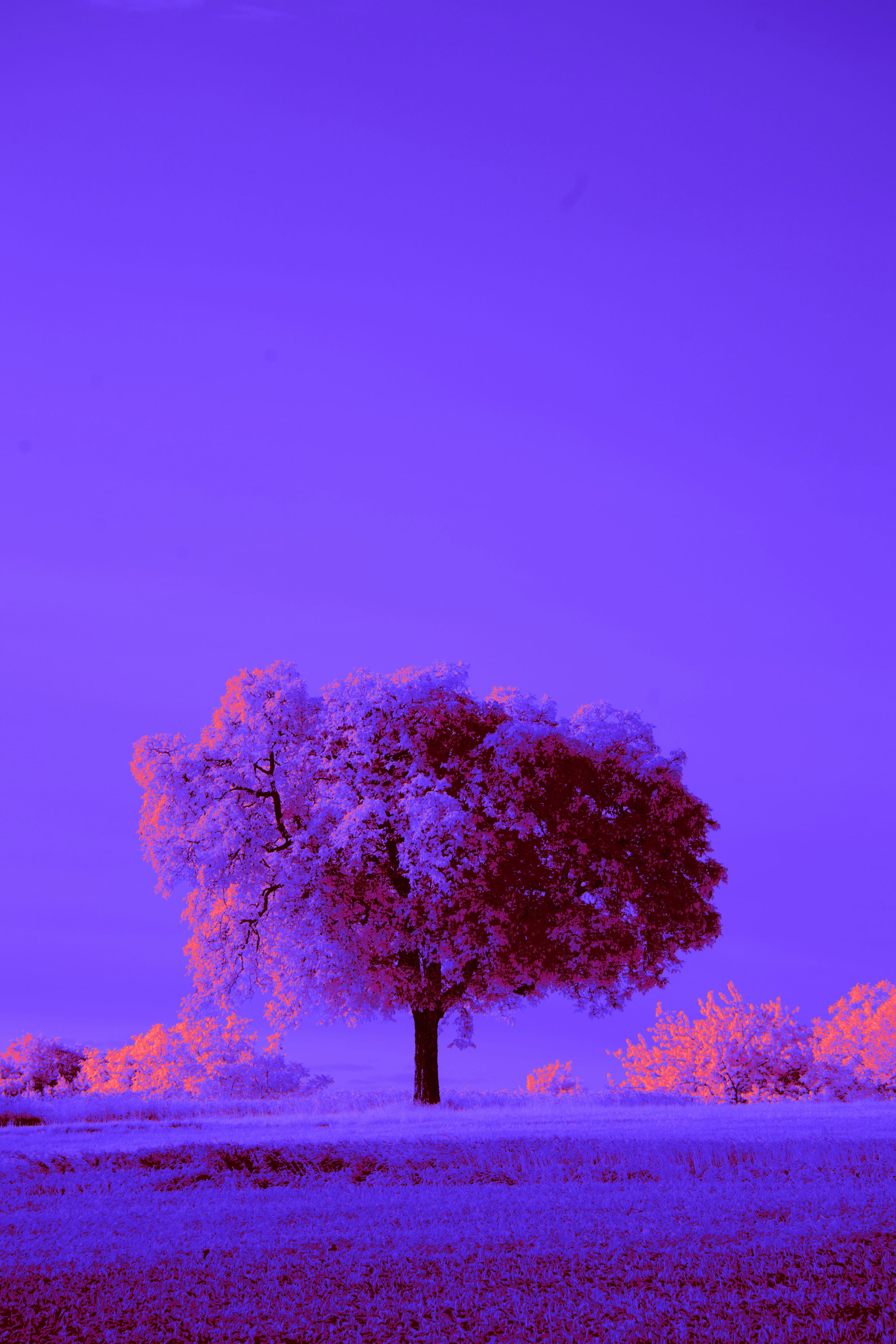 A tree in a field with a purple sky in the background photo