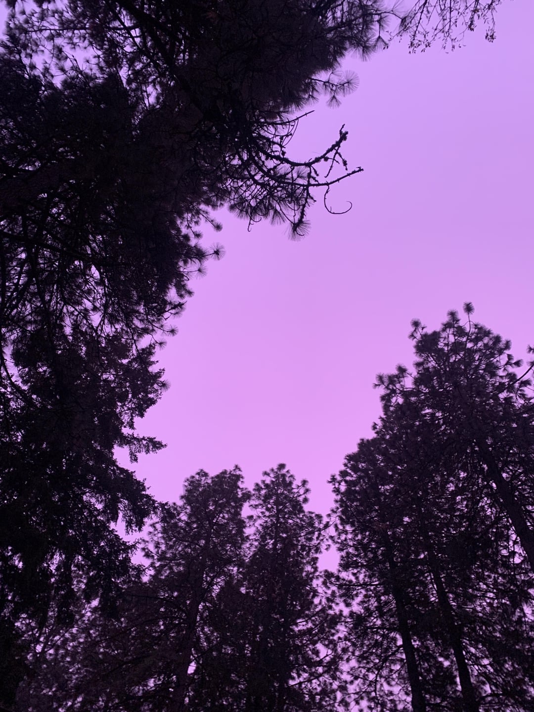 Anyone else notice the purple sky today?