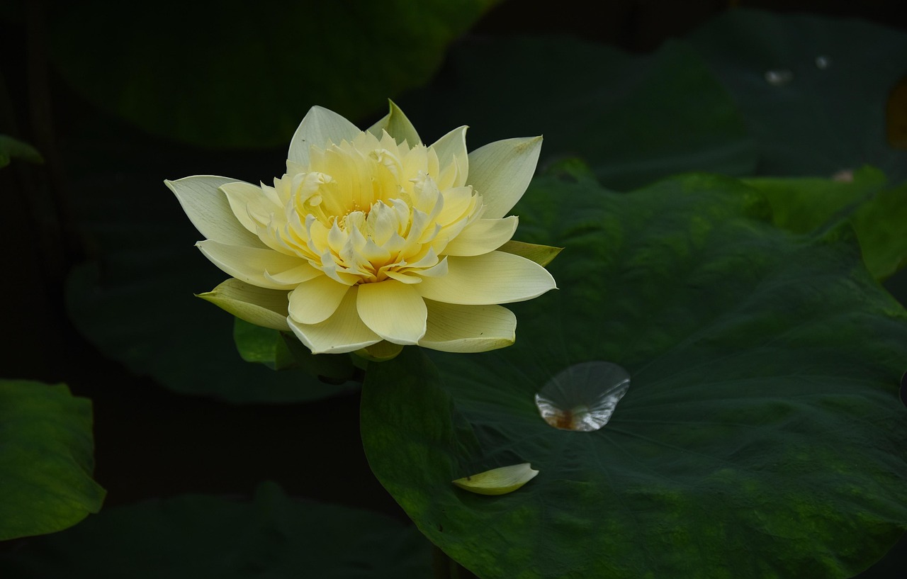 Free Golden Lotus & Lotus Photo