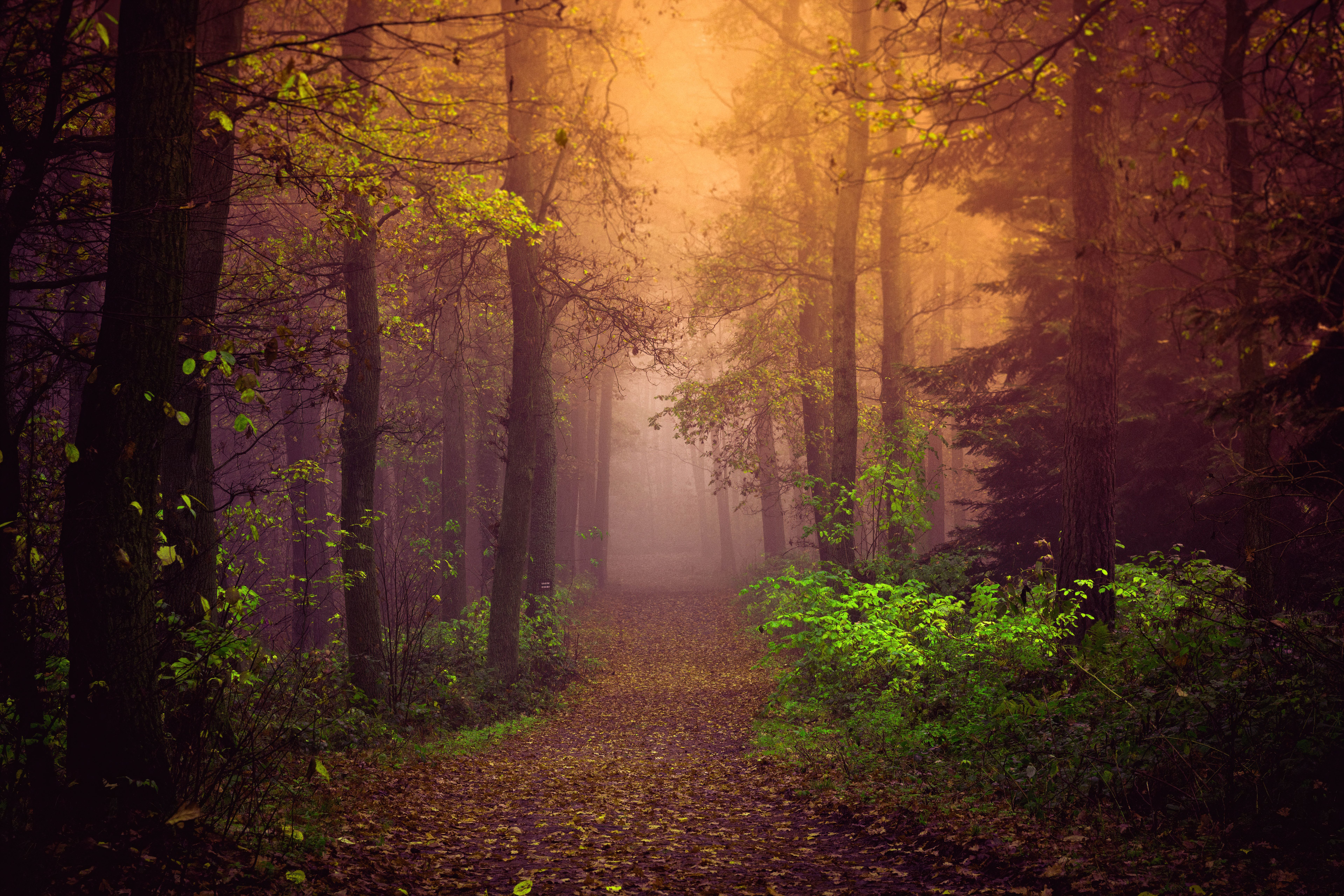 Autumn Wallpaper 4K, Mist, Forest, Path, Trees, Fog