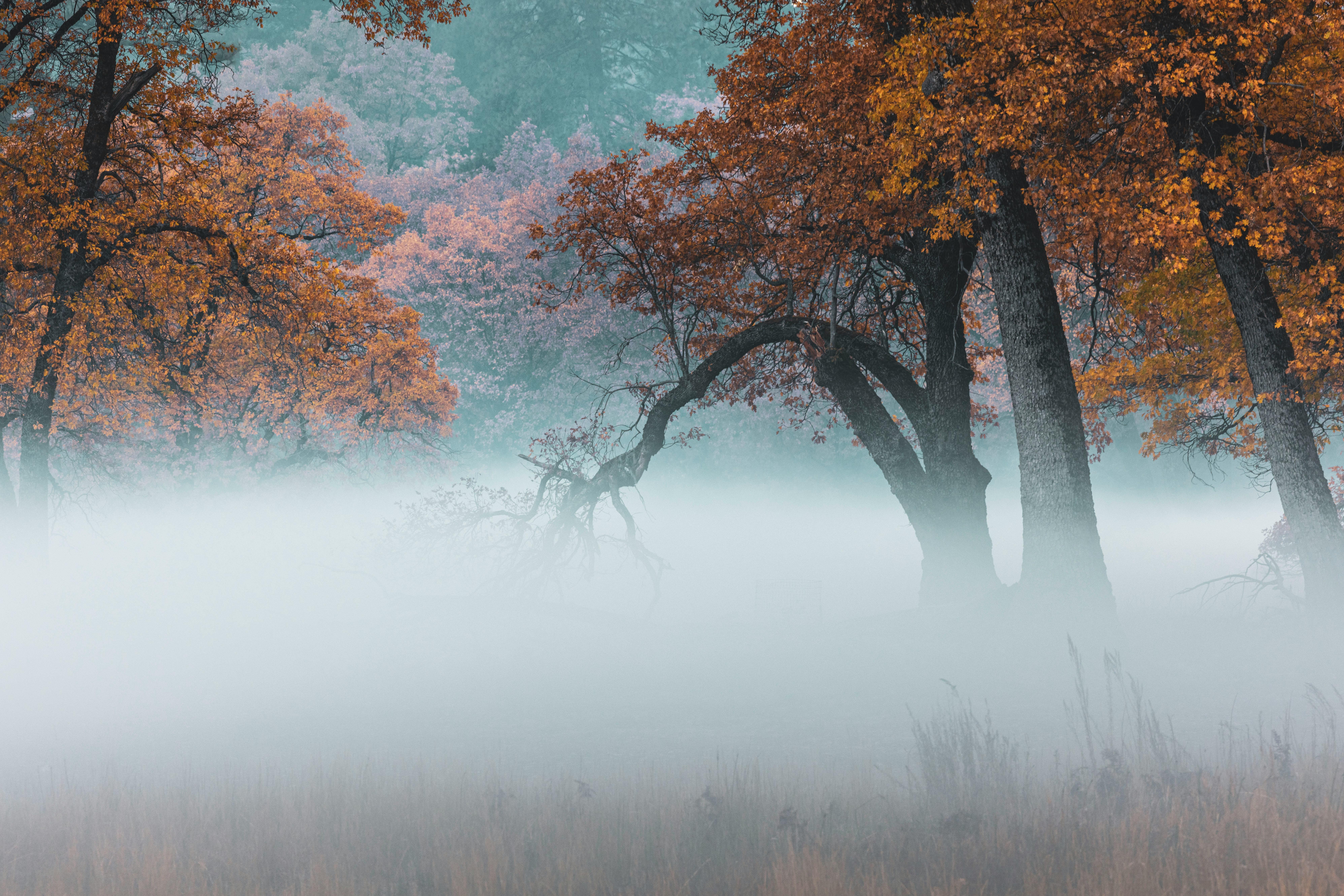 Enchanting Misty Forest with Autumn Colors · Free