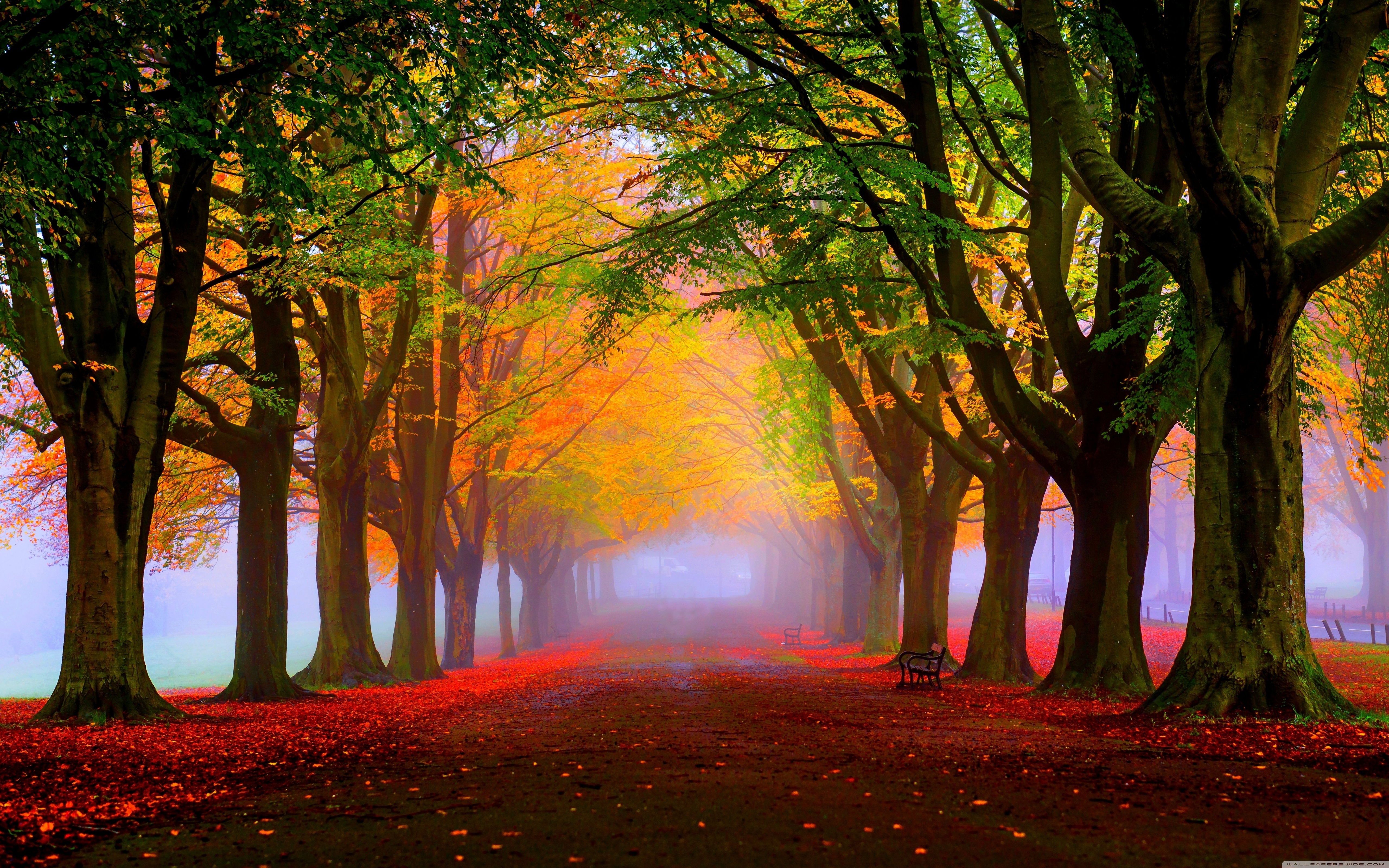 Autumn, Mist, Park 4K UHD Wallpaper for UltraHD Desktop and TV, Widescreen and UltraWide Display, Dual Monitor, Smartphone and Tablet Devices