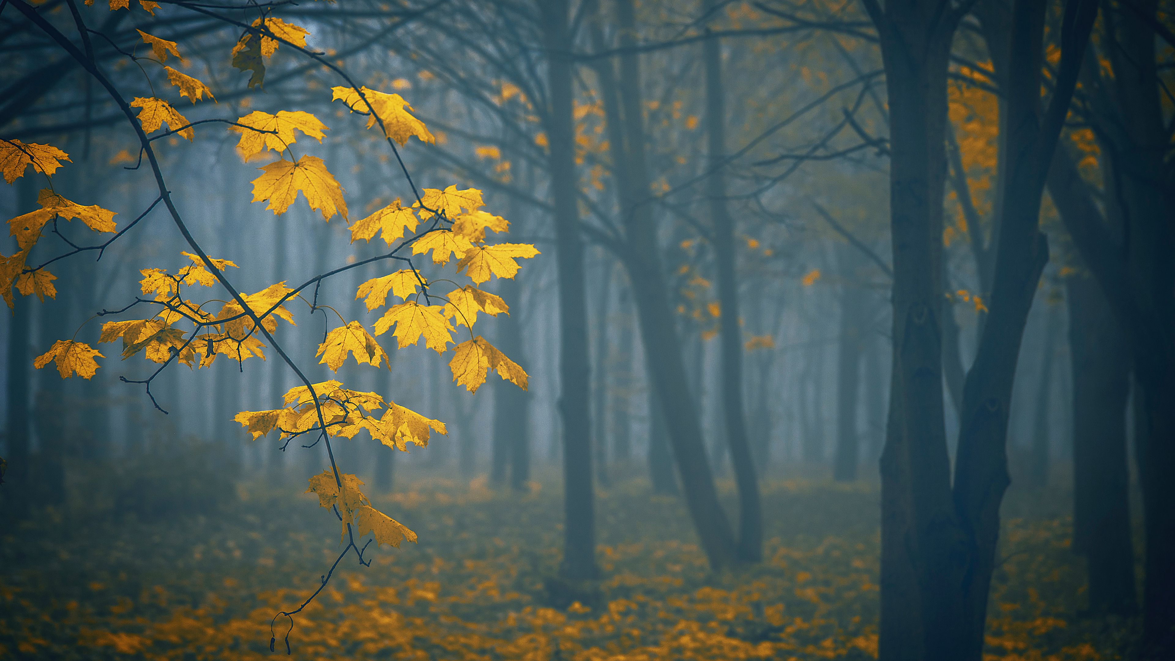 Download wallpaper 3840x2160 leaves, autumn, fog, trees 4k uhd 16:9 HD background