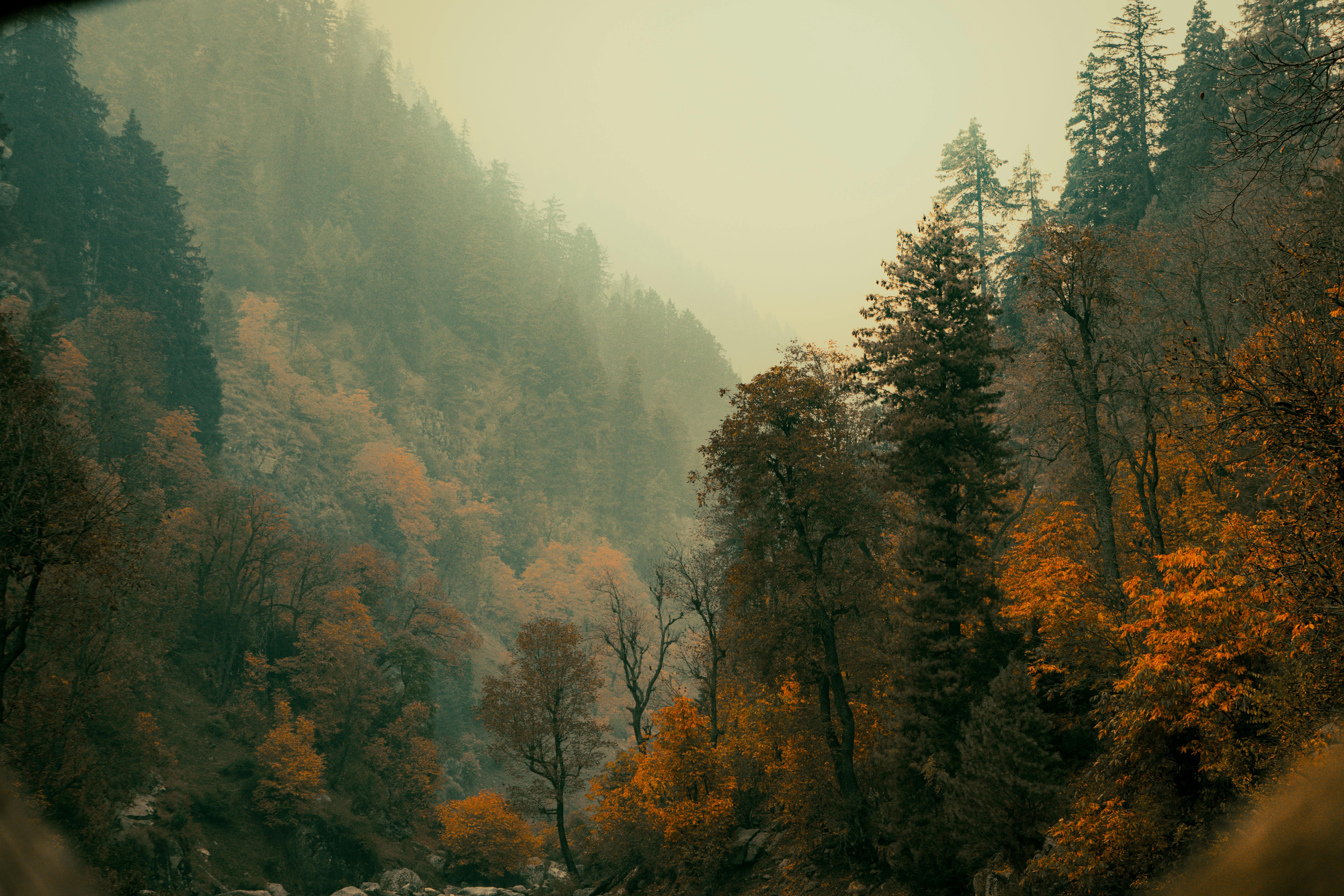 Autumn Forest in Misty Mountain Landscape · Free