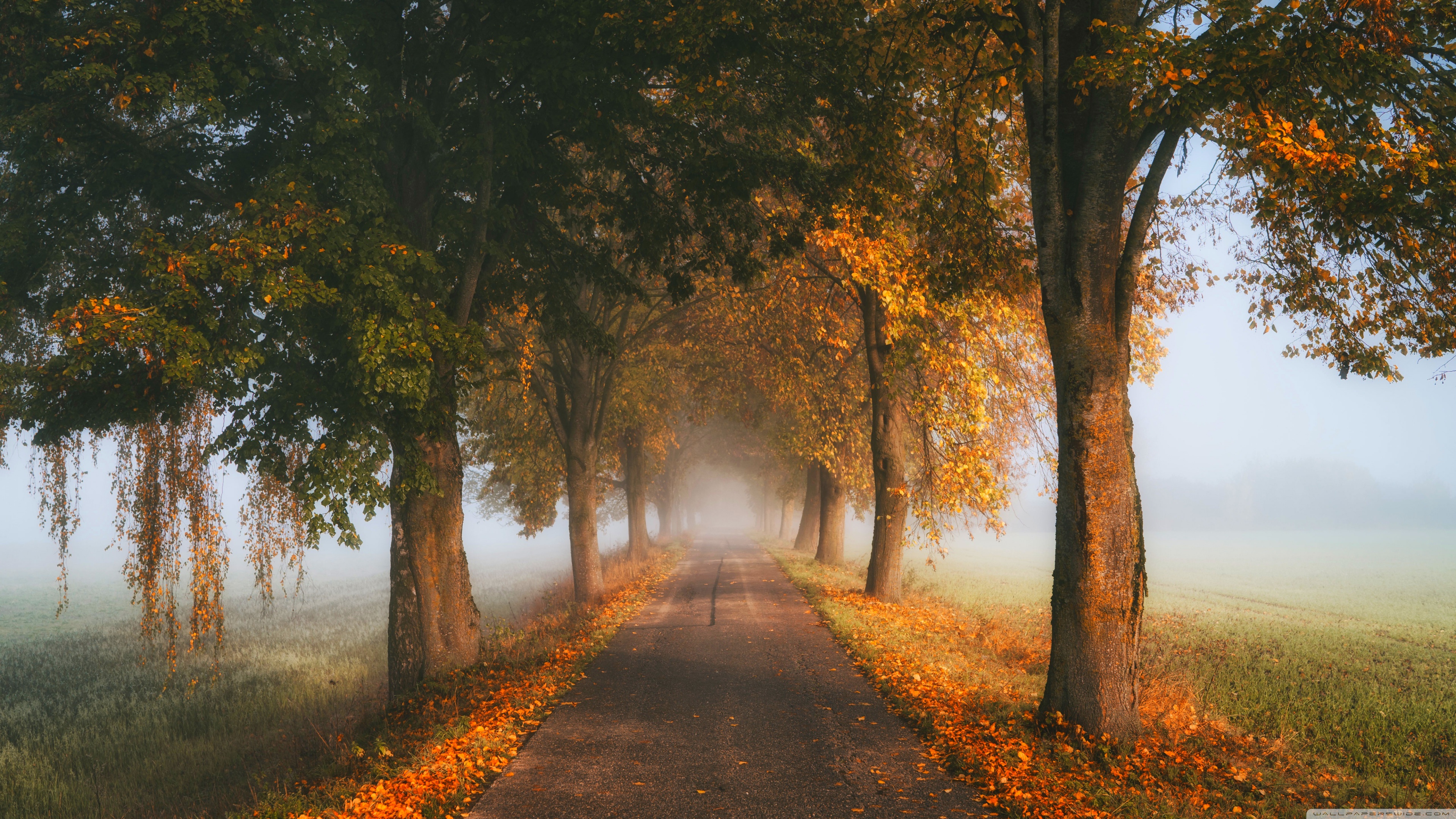 Trees by the Road, Mist, Fall 4K UHD Wallpaper for UltraHD Desktop and TV, Widescreen and UltraWide Display, Dual Monitor, Smartphone and Tablet Devices