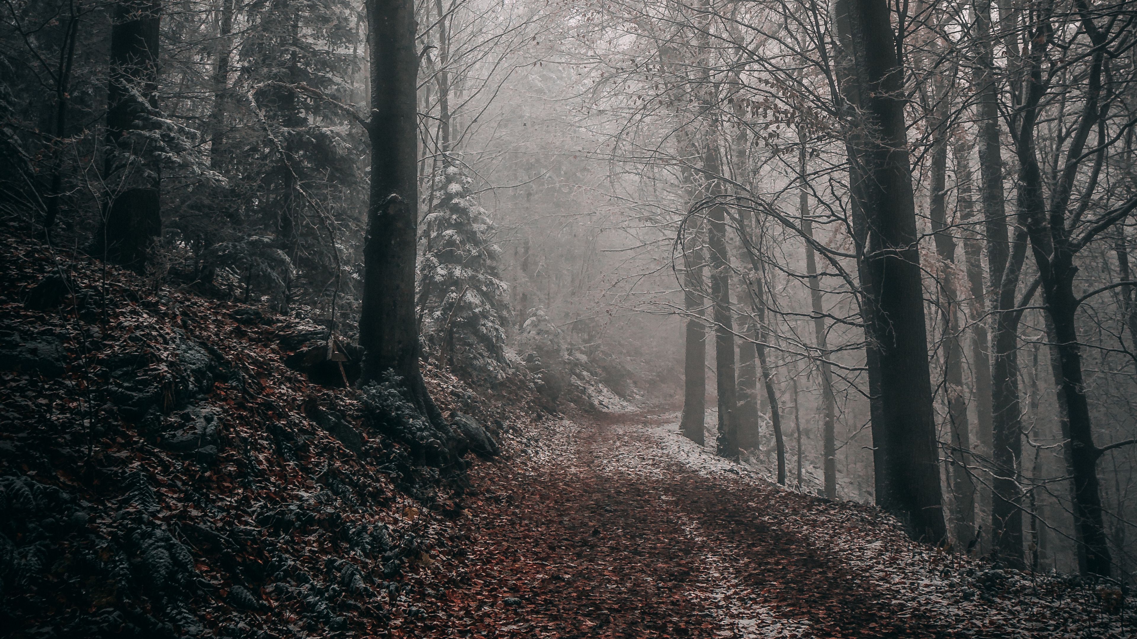 Download wallpaper 3840x2160 forest, autumn, fog, foliage, path, trees 4k uhd 16:9 HD background