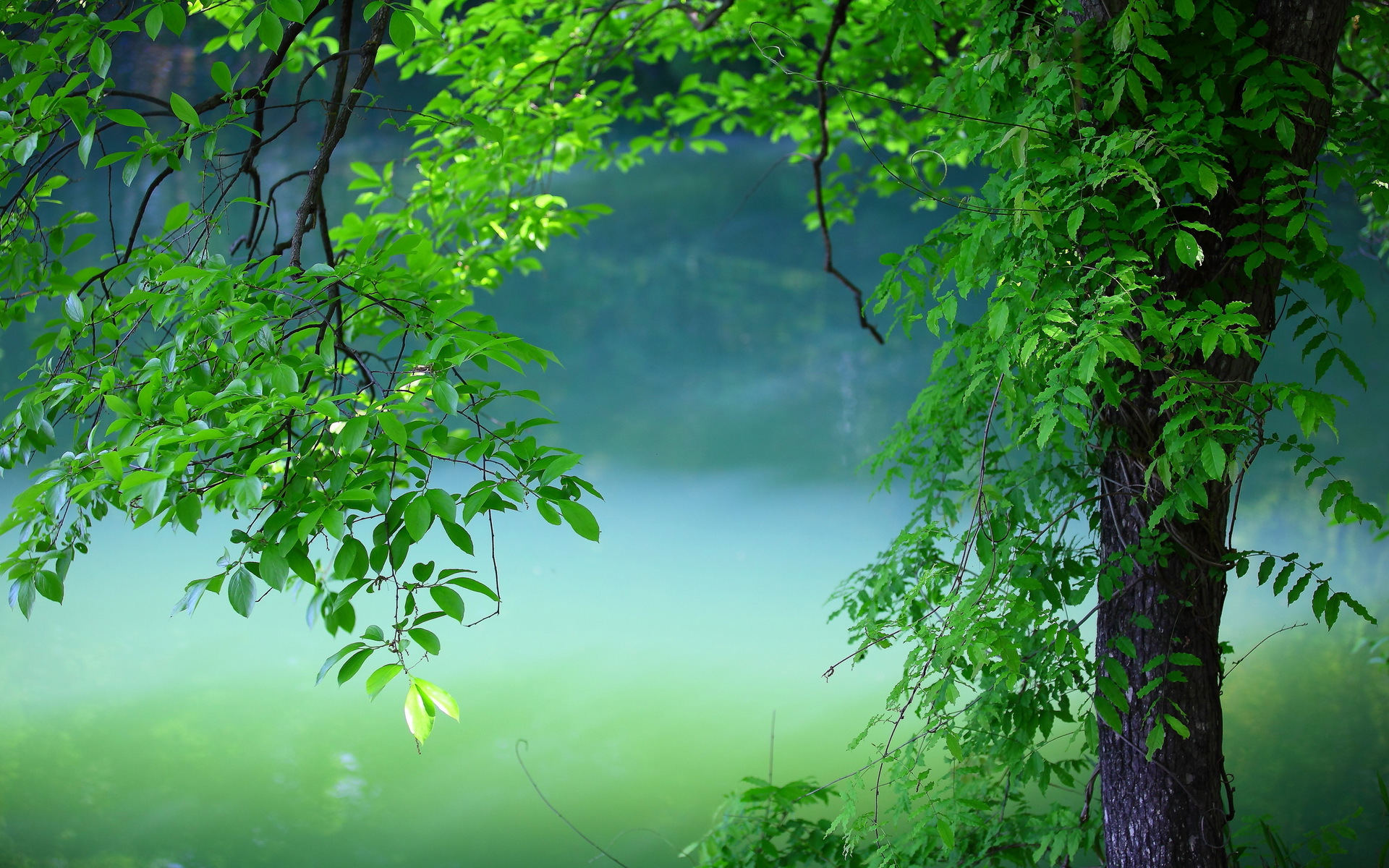 Serene Green Nature: HD Wallpaper of Lush Leaves and Tranquil Trees