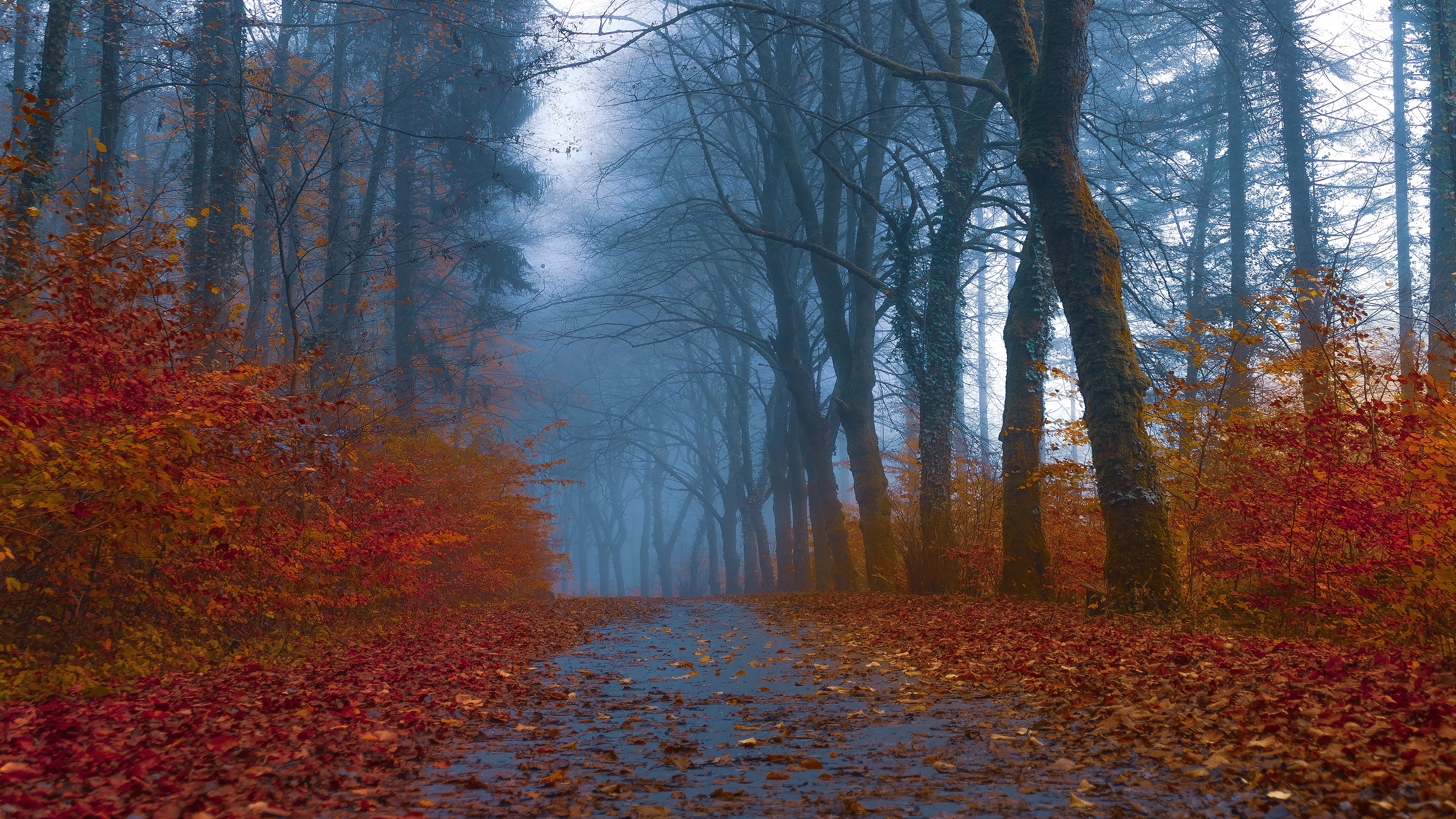 Download Park Fog Road Photography Fall 4k Ultra HD Wallpaper