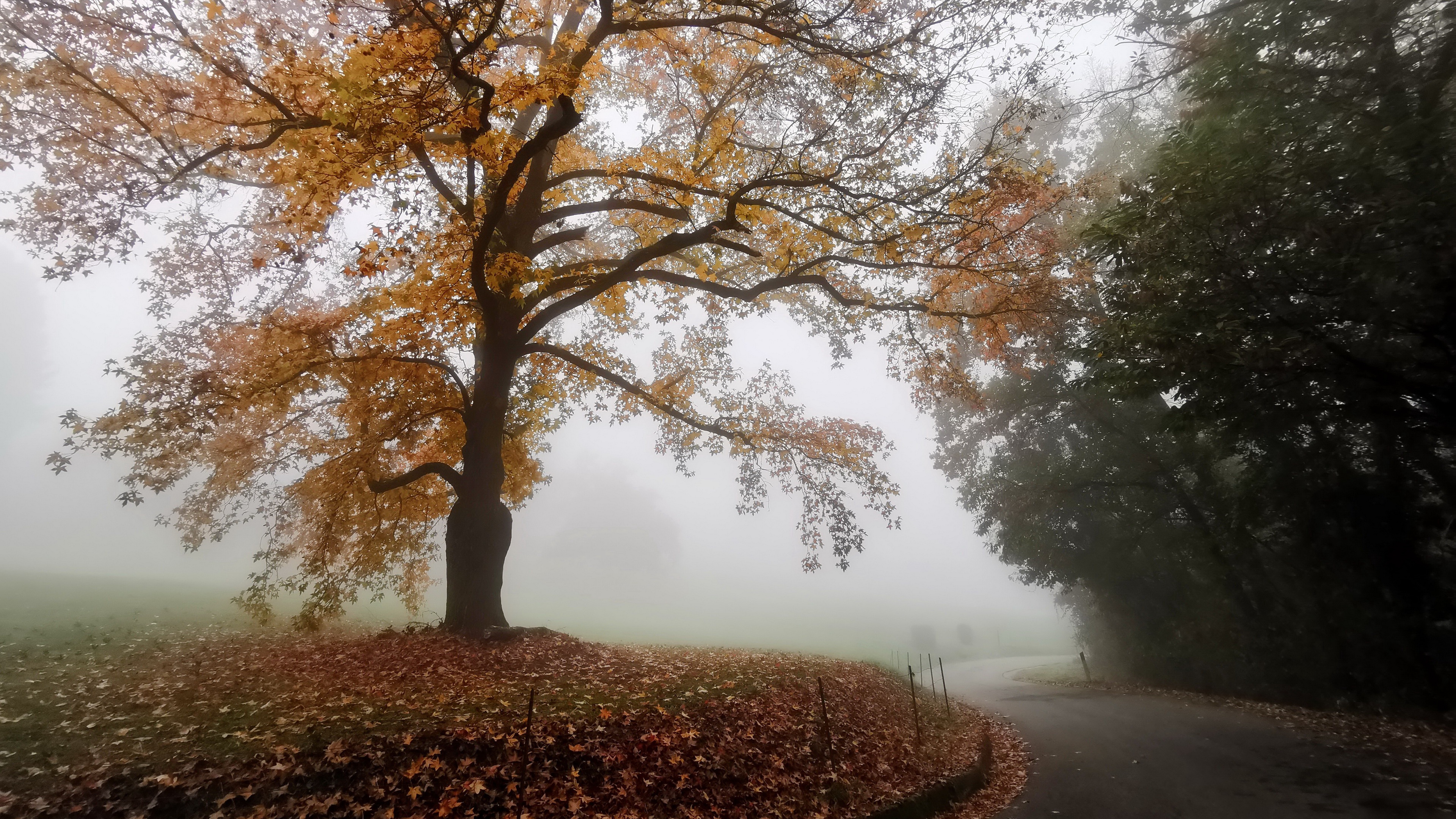 Download Fog Fall Man Made Road 4k Ultra HD Wallpaper