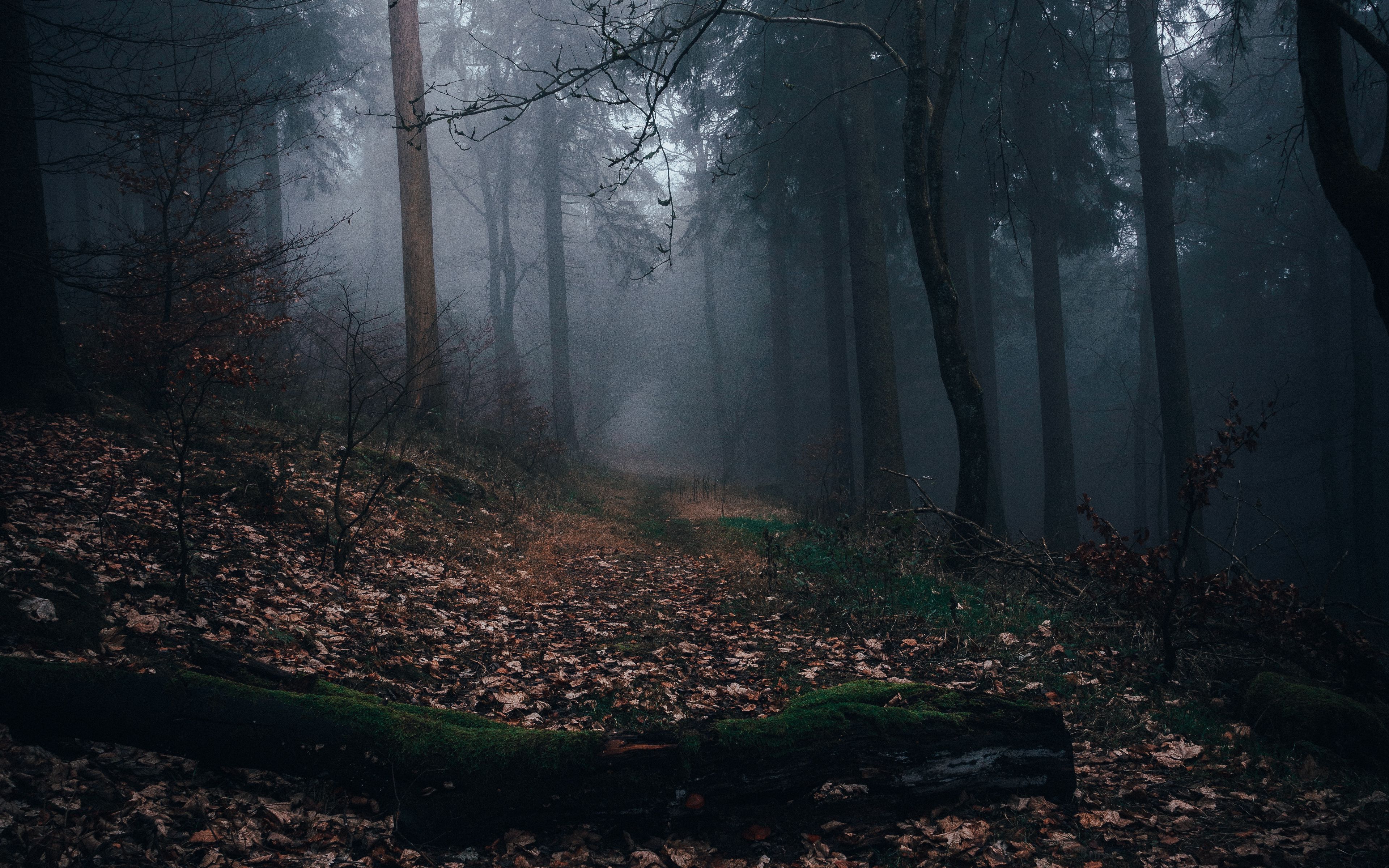 Download wallpaper 3840x2400 forest, fog, path, autumn, nature 4k ultra HD 16:10 HD background