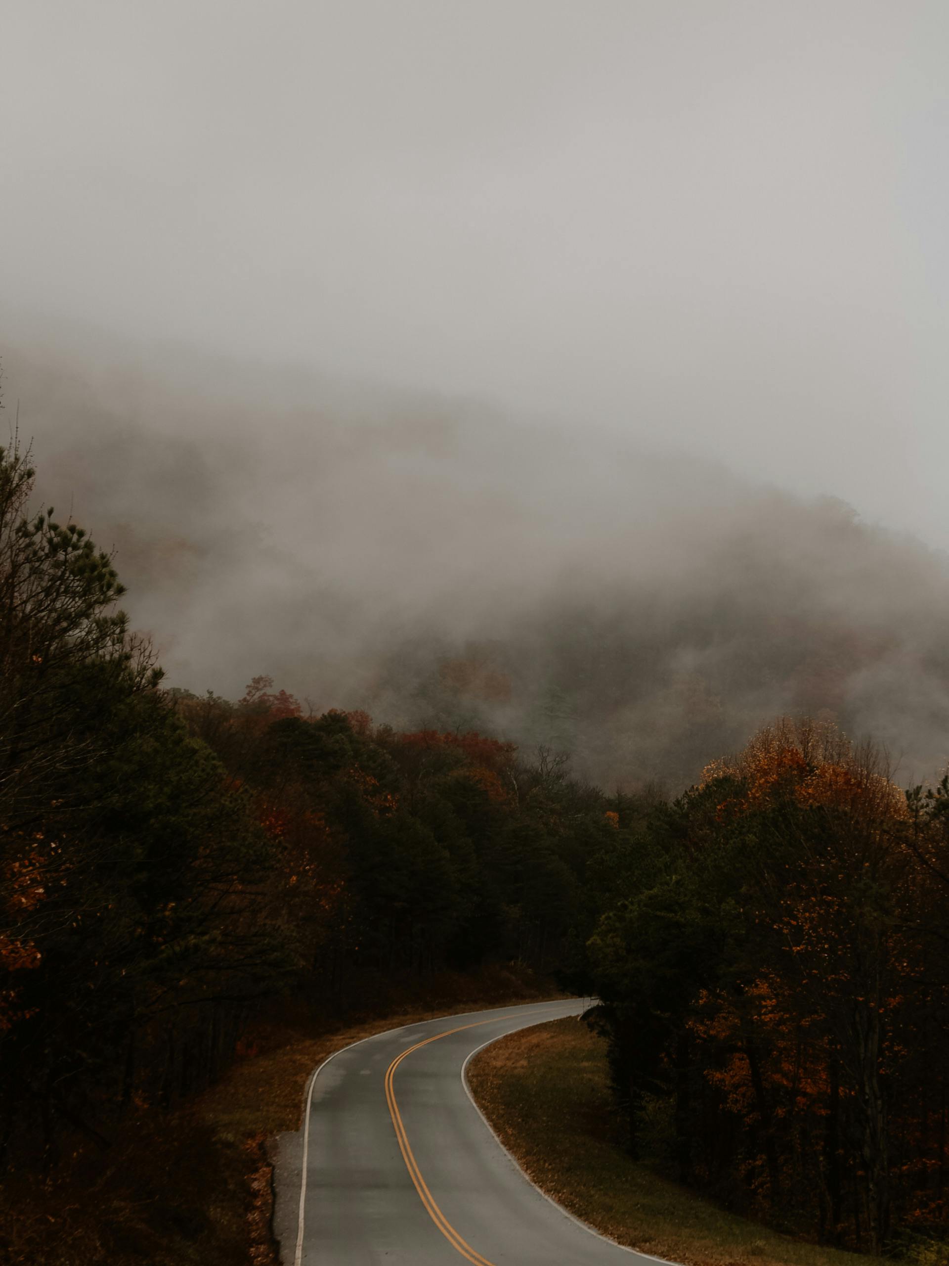 Misty Autumn Road through Foggy Forest · Free