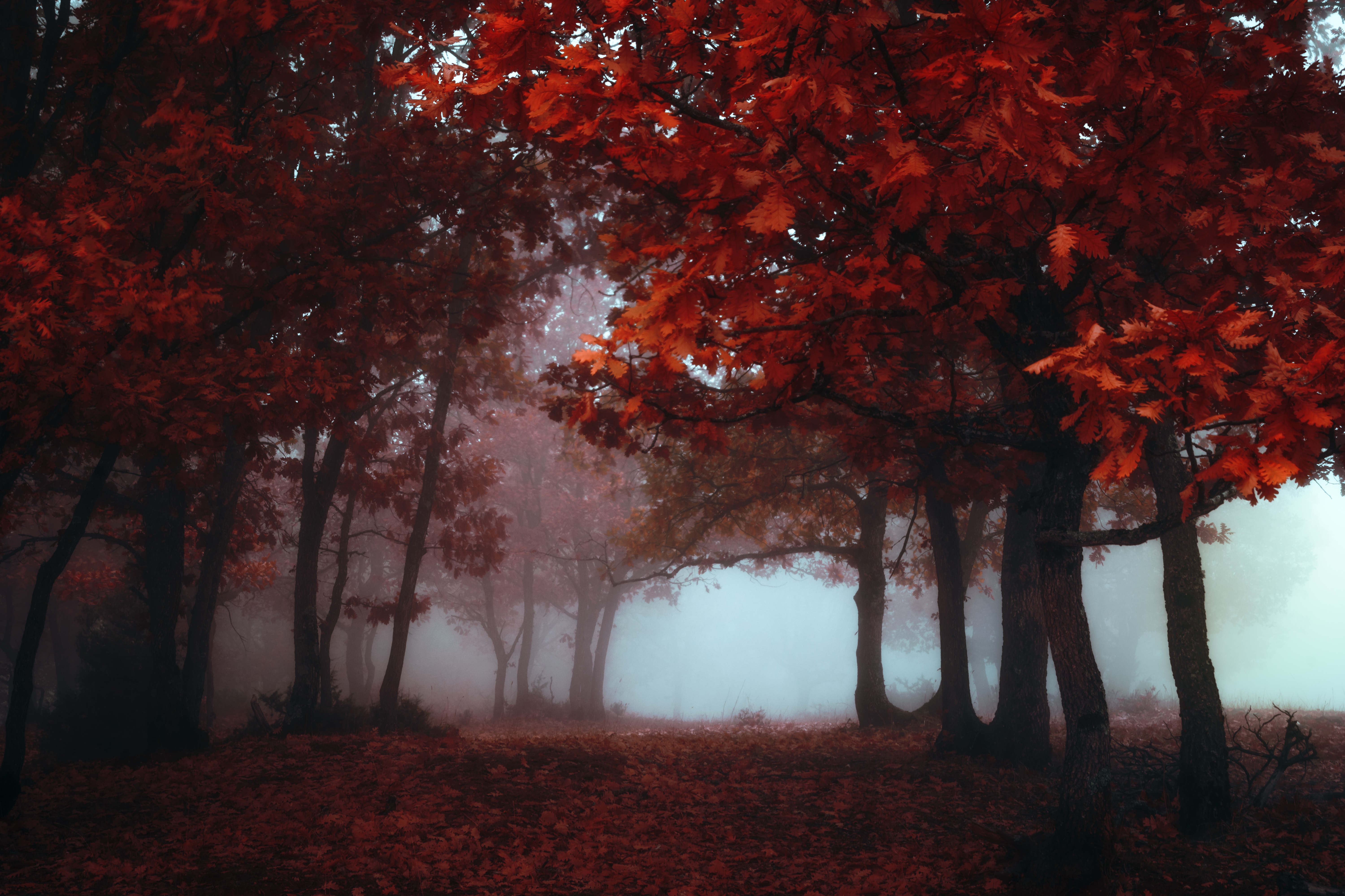 Mystical Autumn Forest Ultra HD Wallpaper