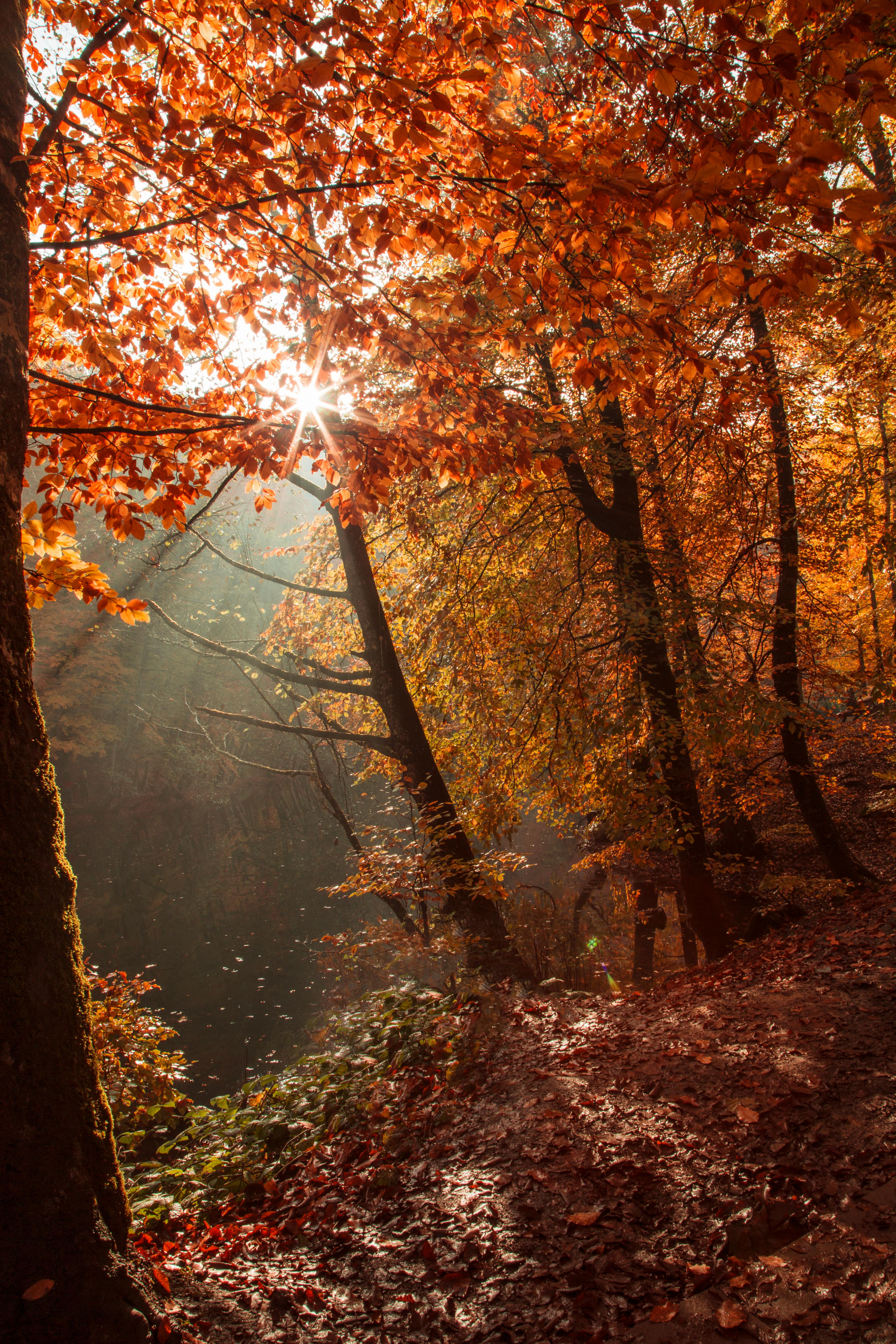 Beauty Autumn Forest · Free