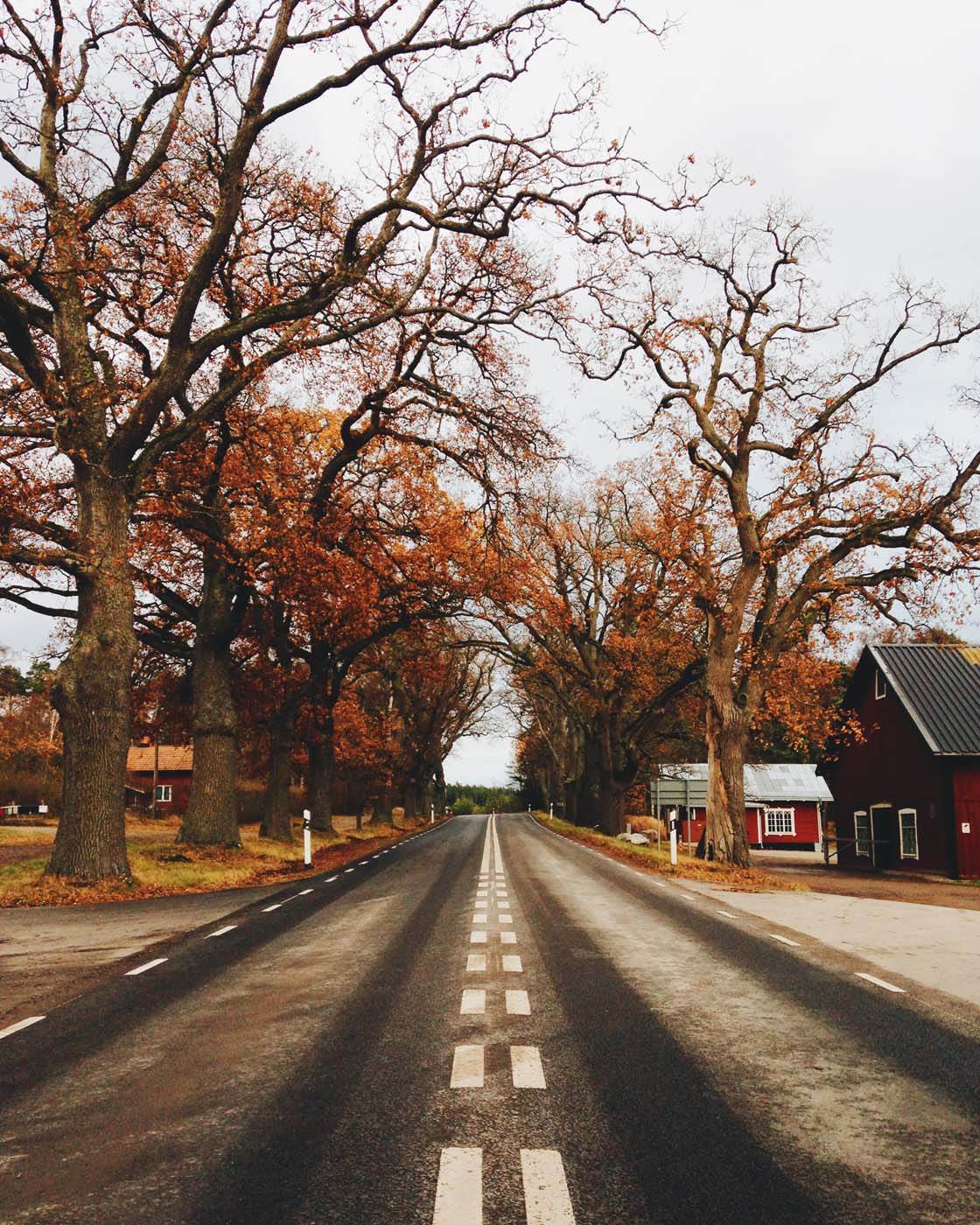 Tips For Taking Stunning iPhone Photo During Fall