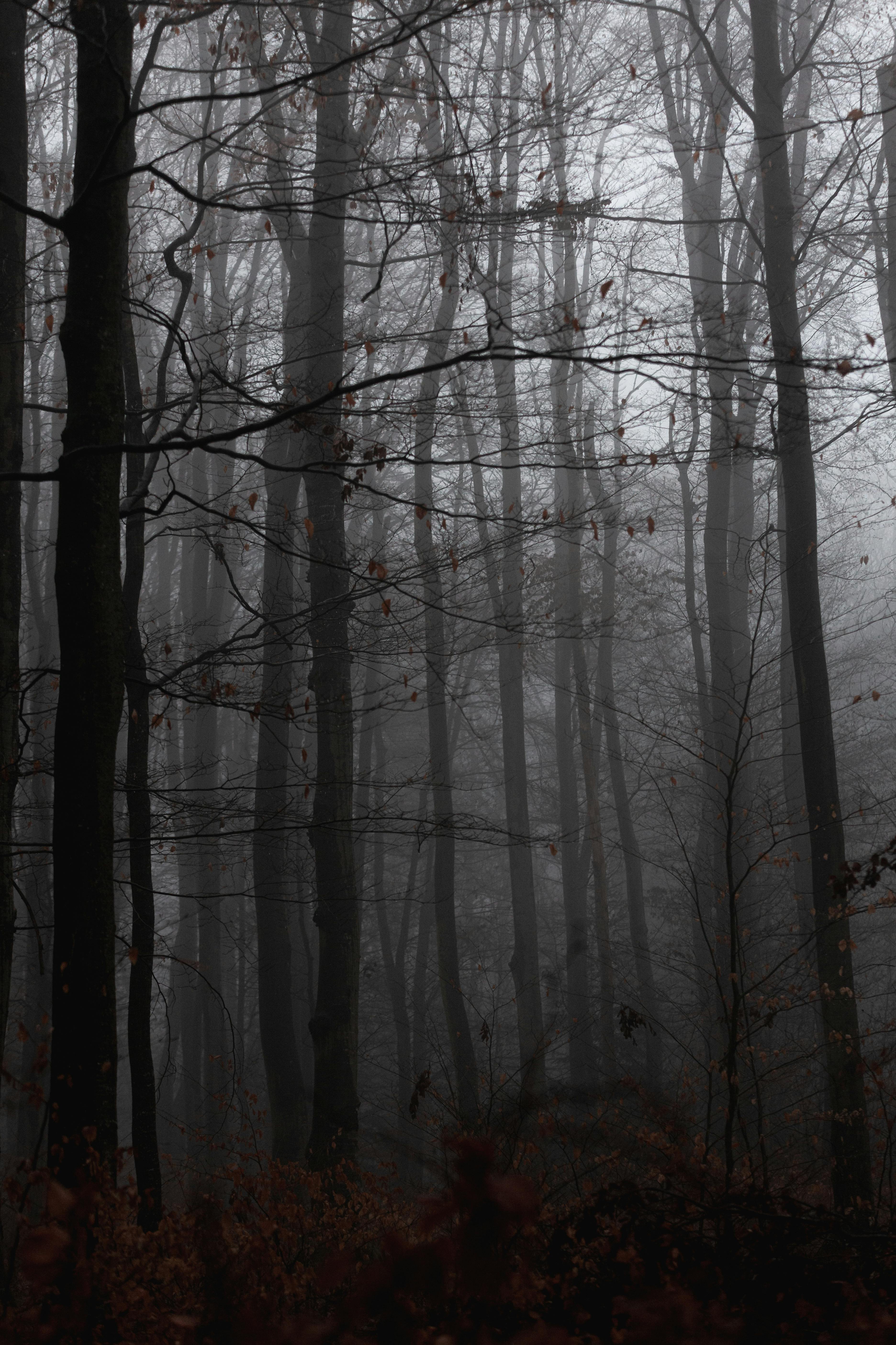 Scary Autumn Forest · Free