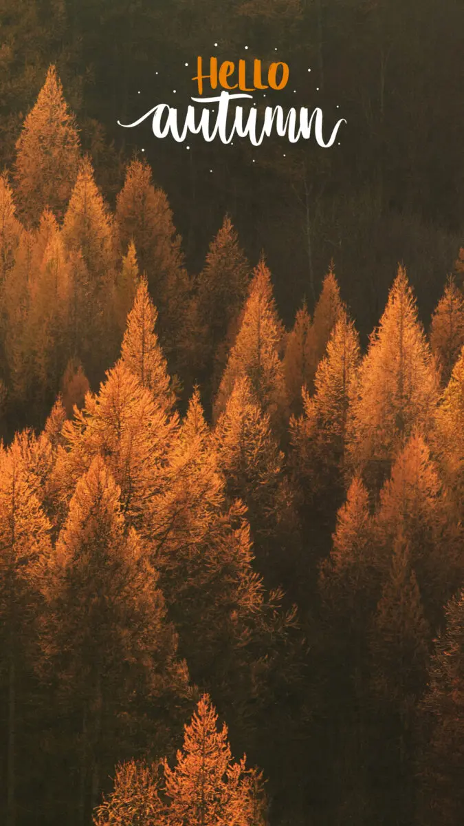 FREE Fall Wallpaper & Autumn Wallpaper Options For Your iPhone