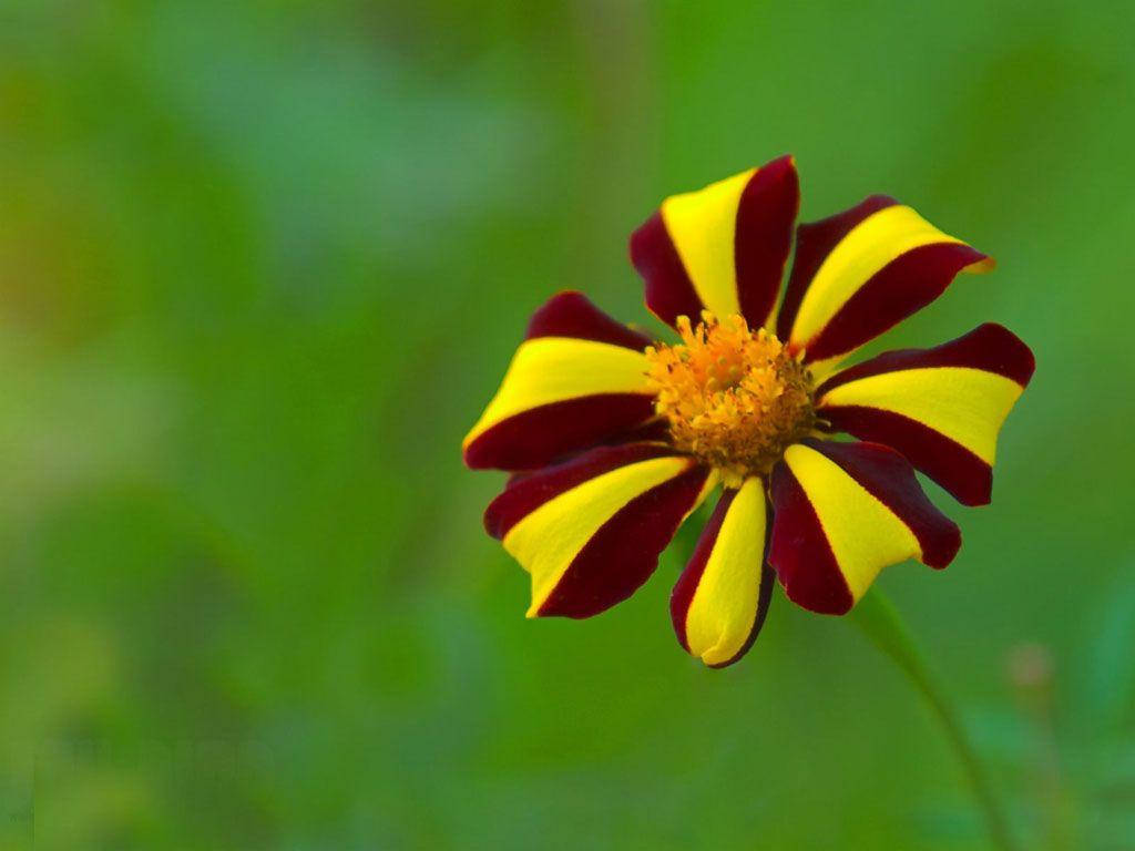 Download Zambia Maroon Yellow Flower Wallpaper