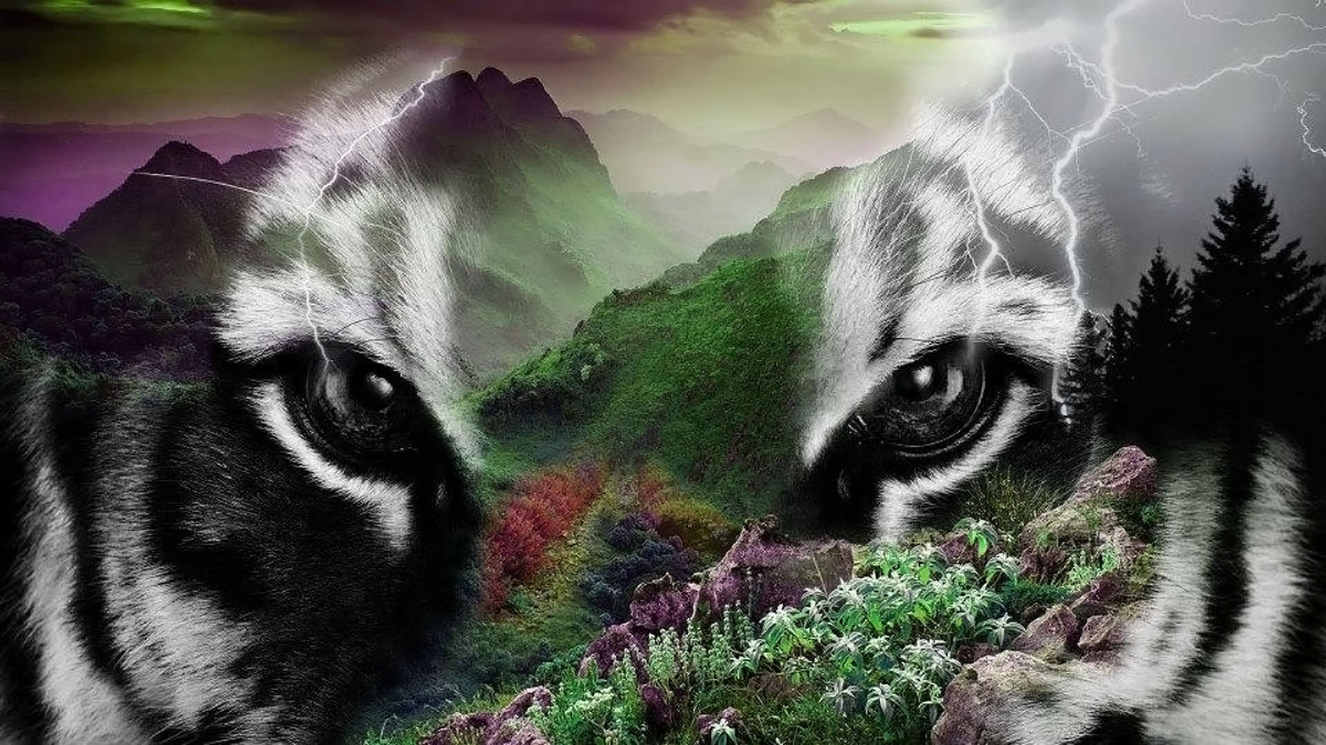 Free Image, nature, predator, eyes, tiger, image, wildcat, animal world, screenshot, predators, computer wallpaper, horse like mammal 1920x1080