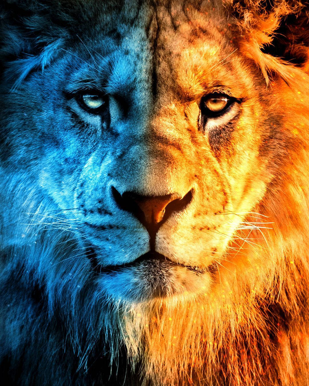 Download Half Fire Lion Juxtaposition Wallpaper