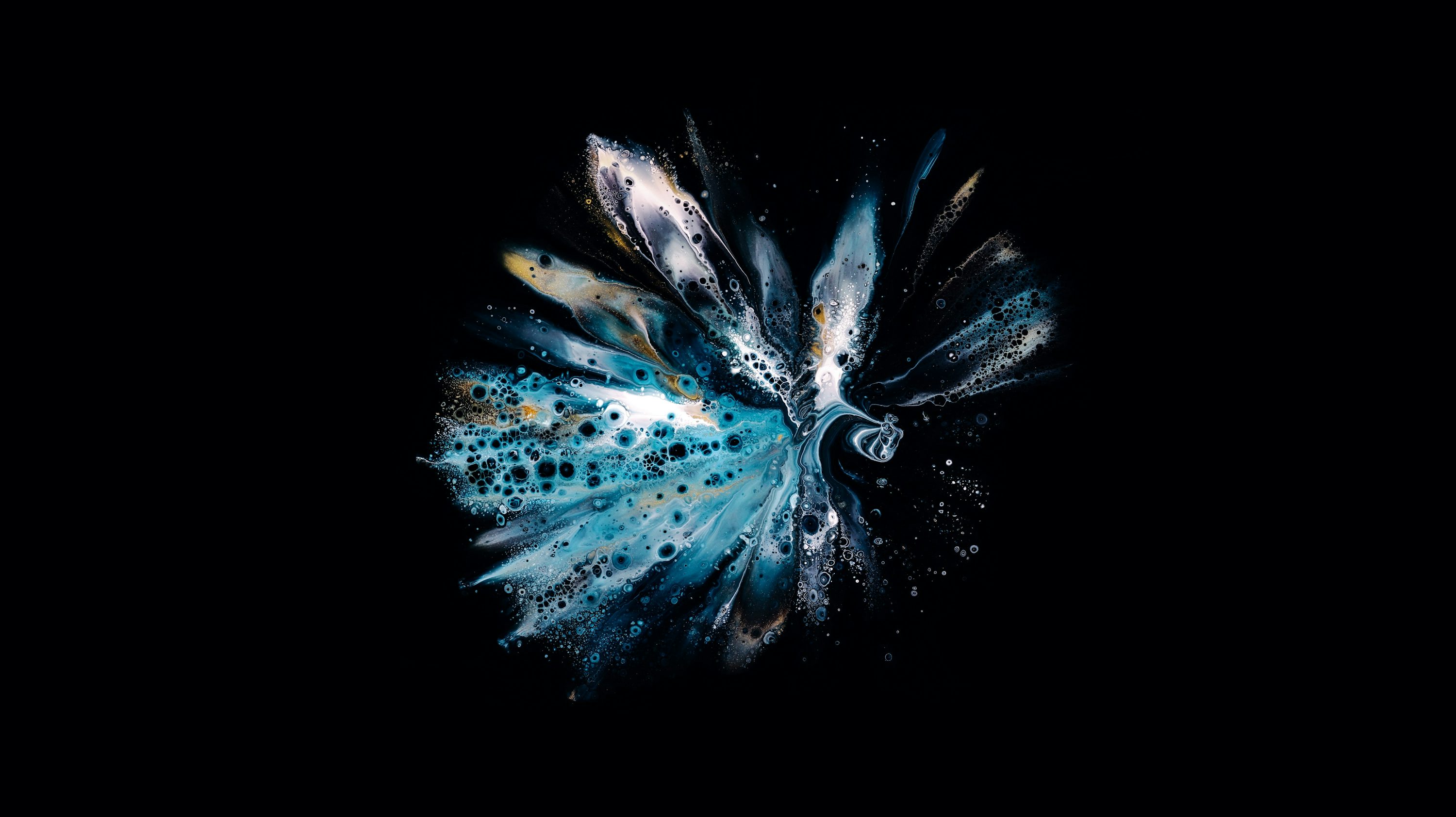 A blue and white flower on a black background photo