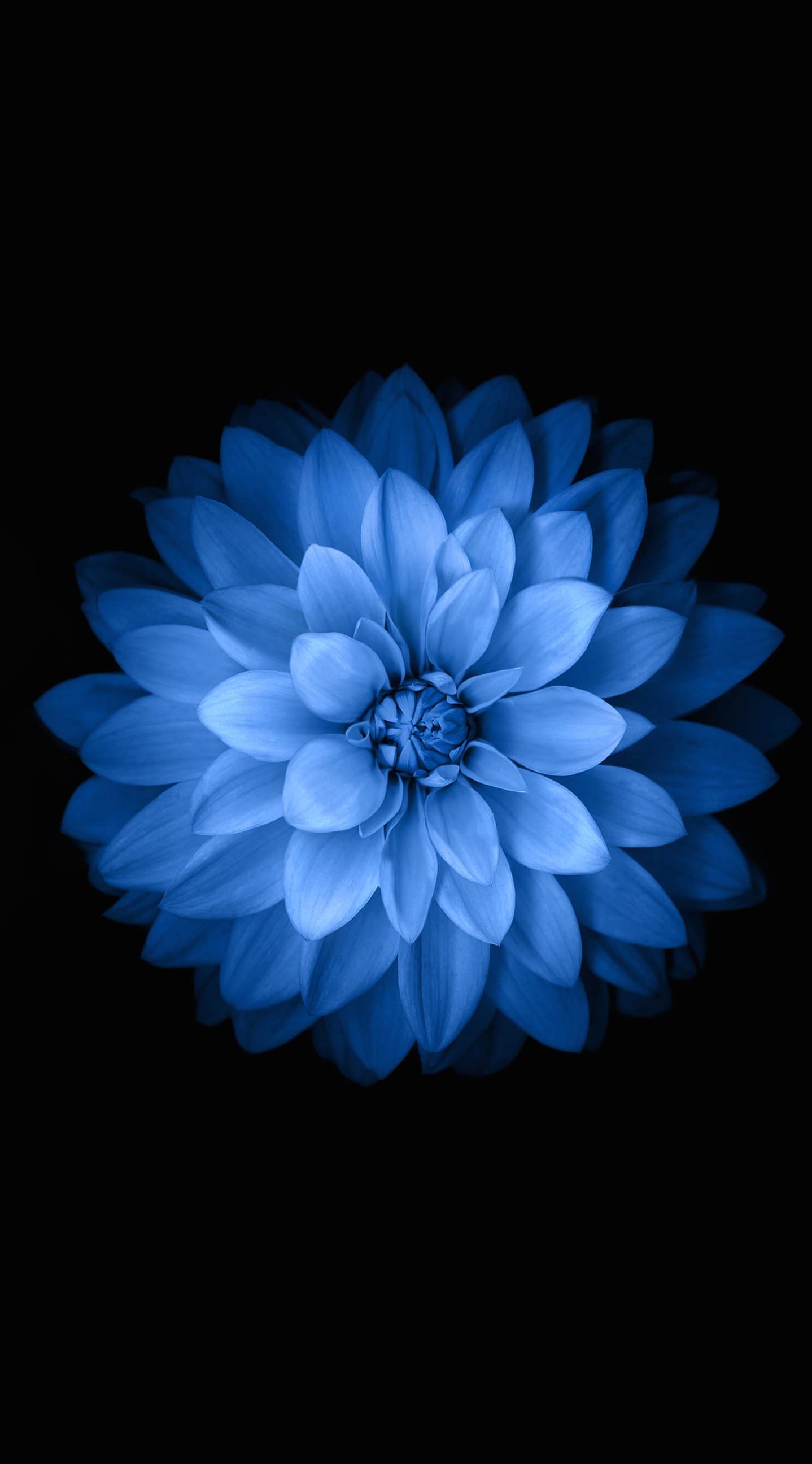 Blue black flower. wallpaper.sc iPhone6sPlus