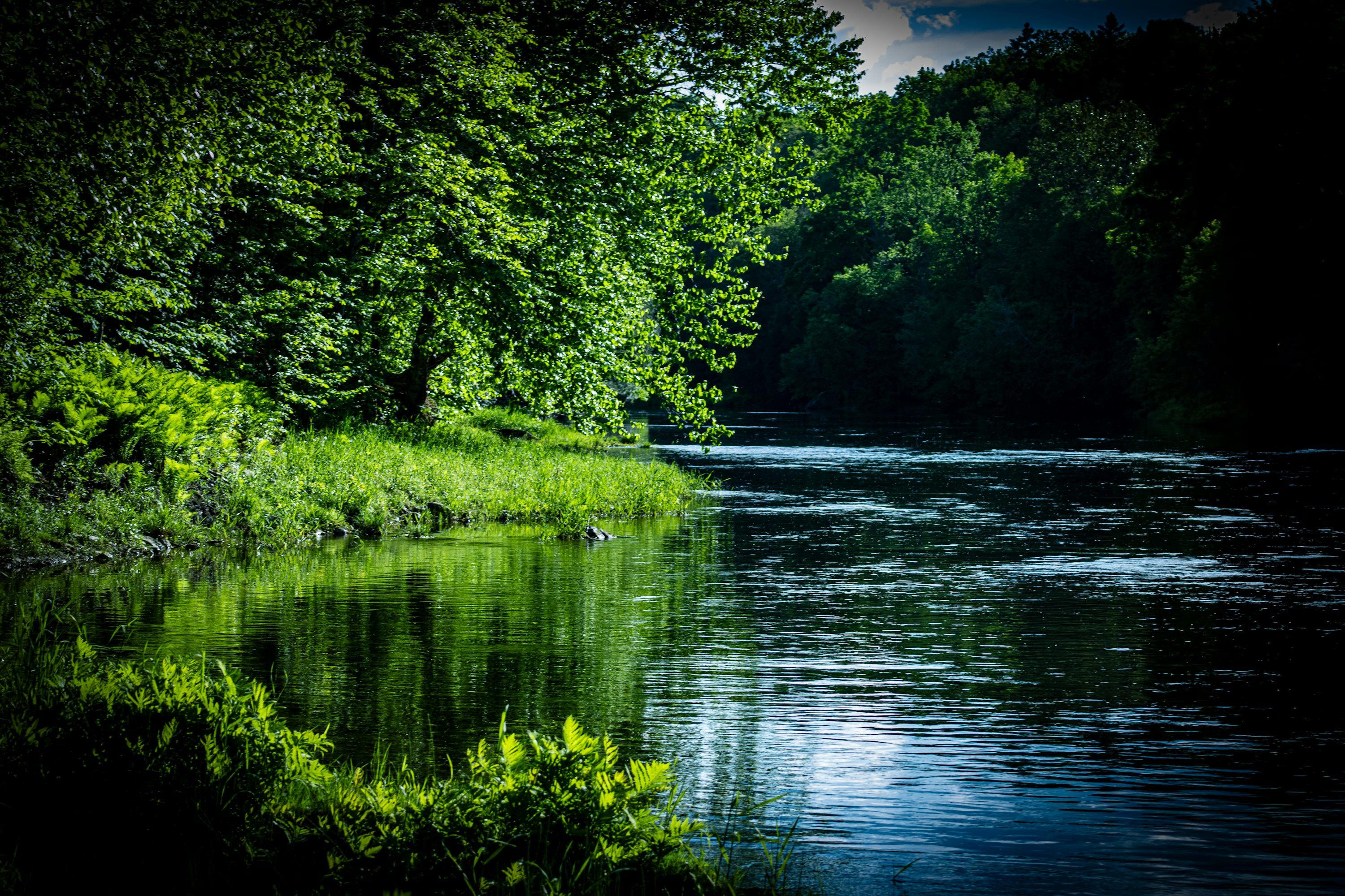 A body of water surrounded by lush green trees photo
