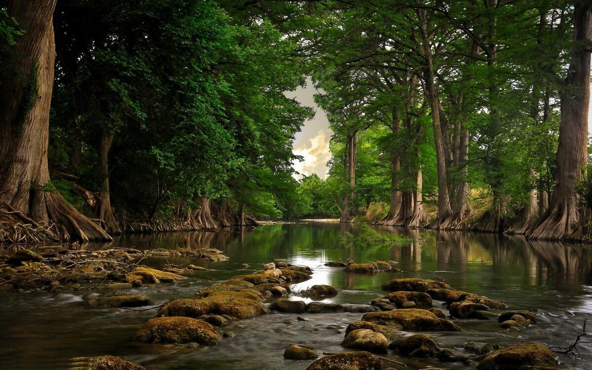 A shallow river in a summer forest · free photo from uaha and wallpaper