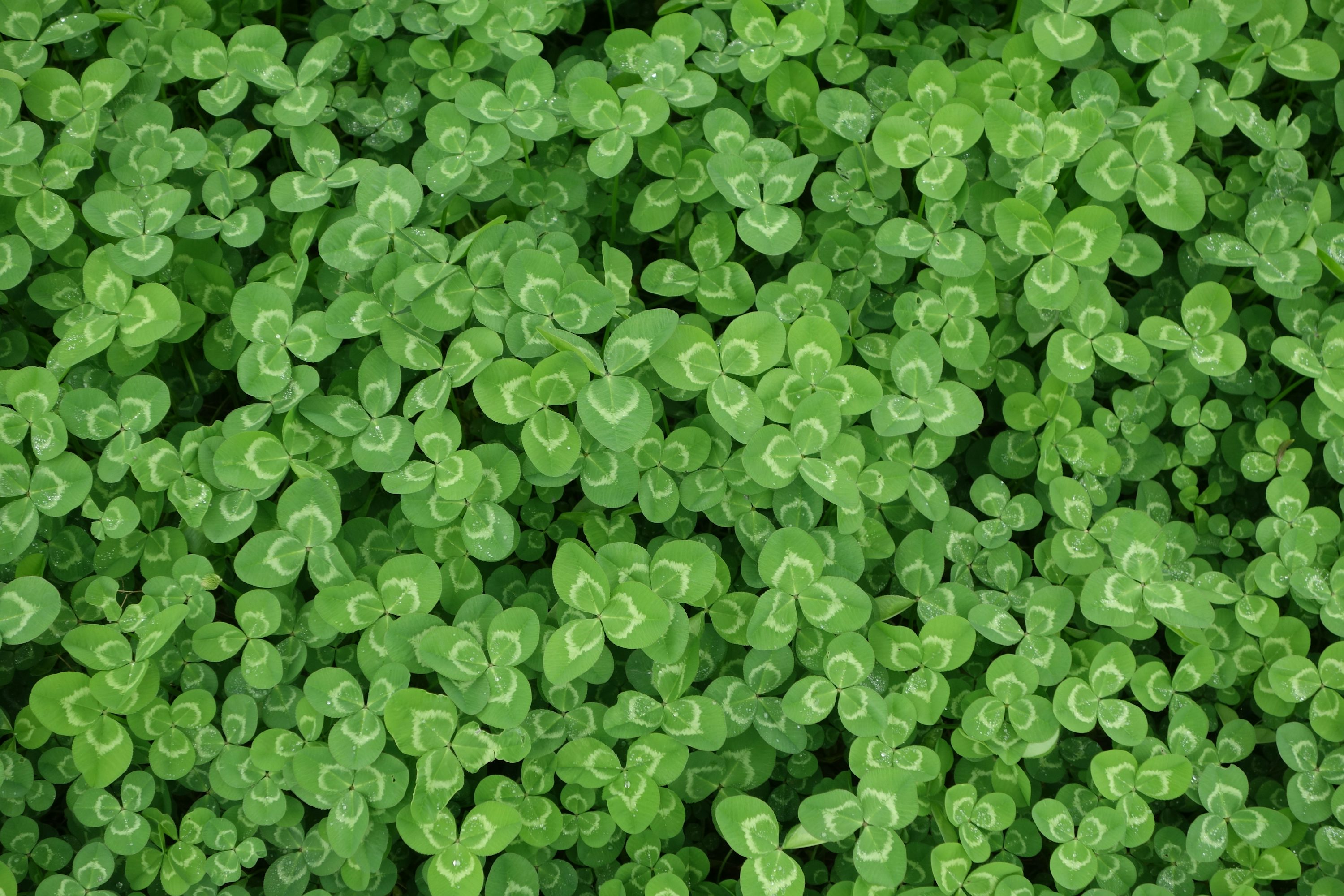 Clovers Picture. Download Free Image