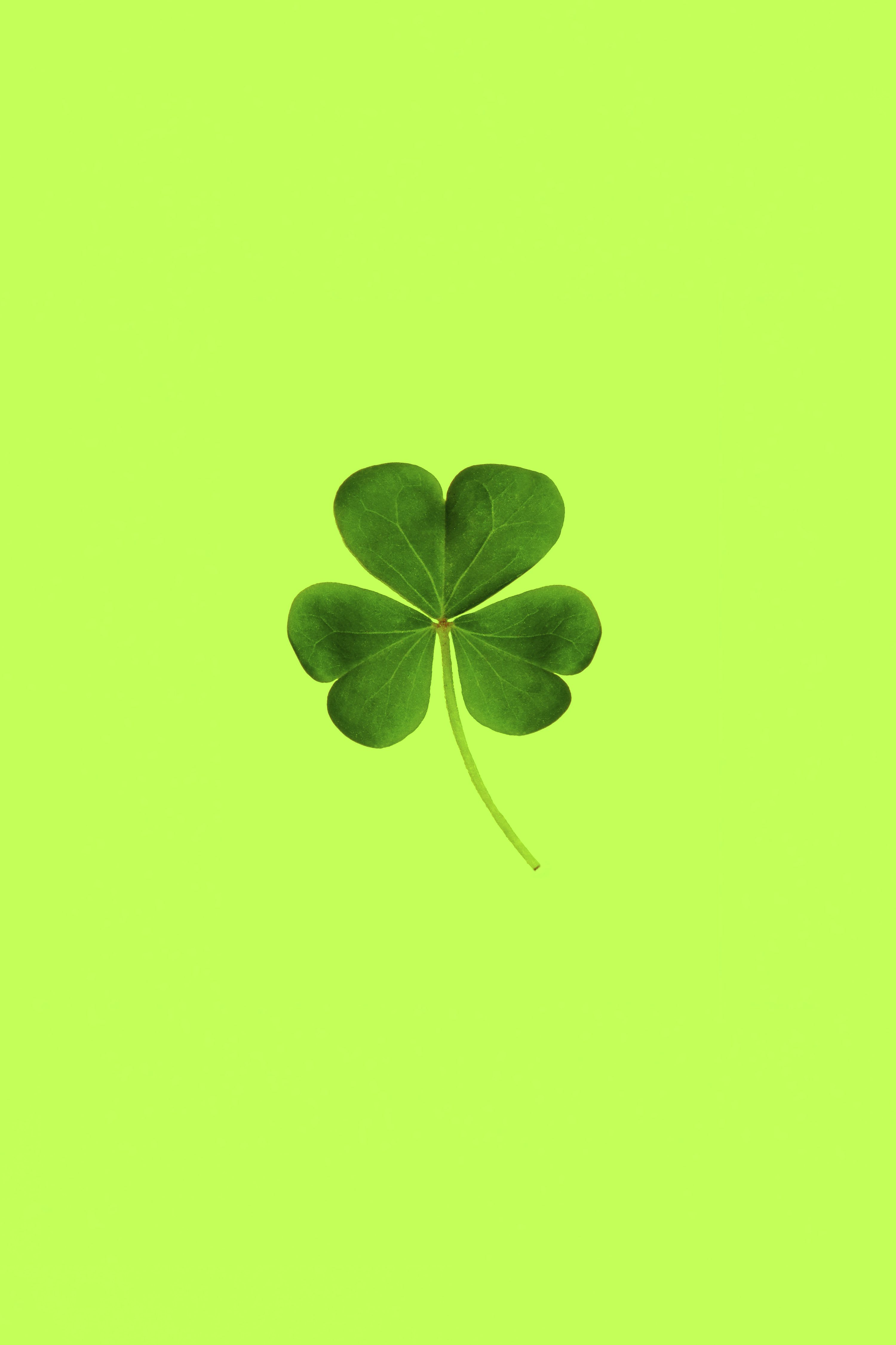 Clover Picture. Download Free Image