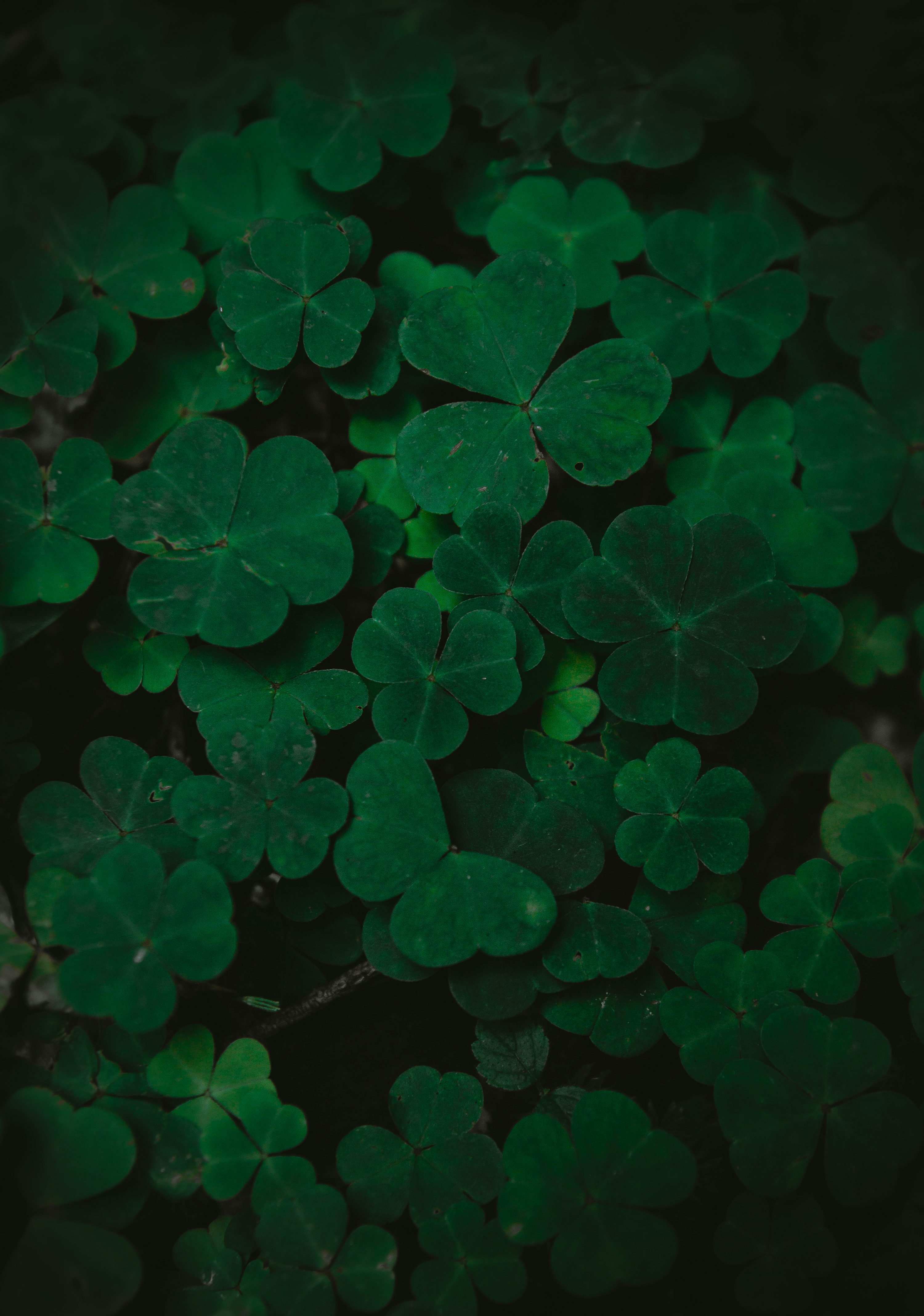 Clovers Picture. Download Free Image