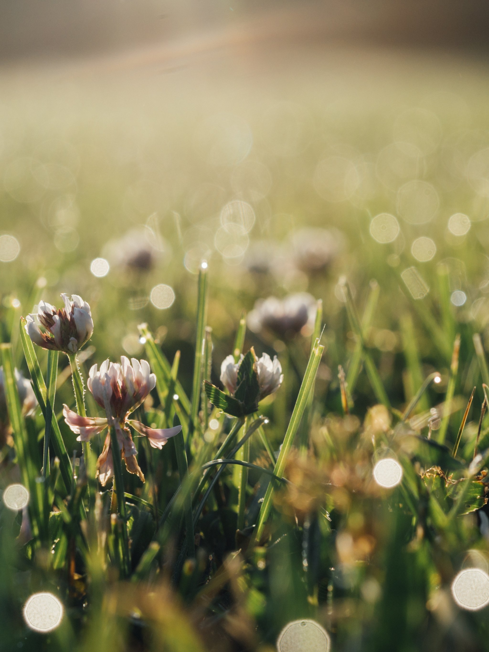 Clover Wallpaper, Android & Desktop Background