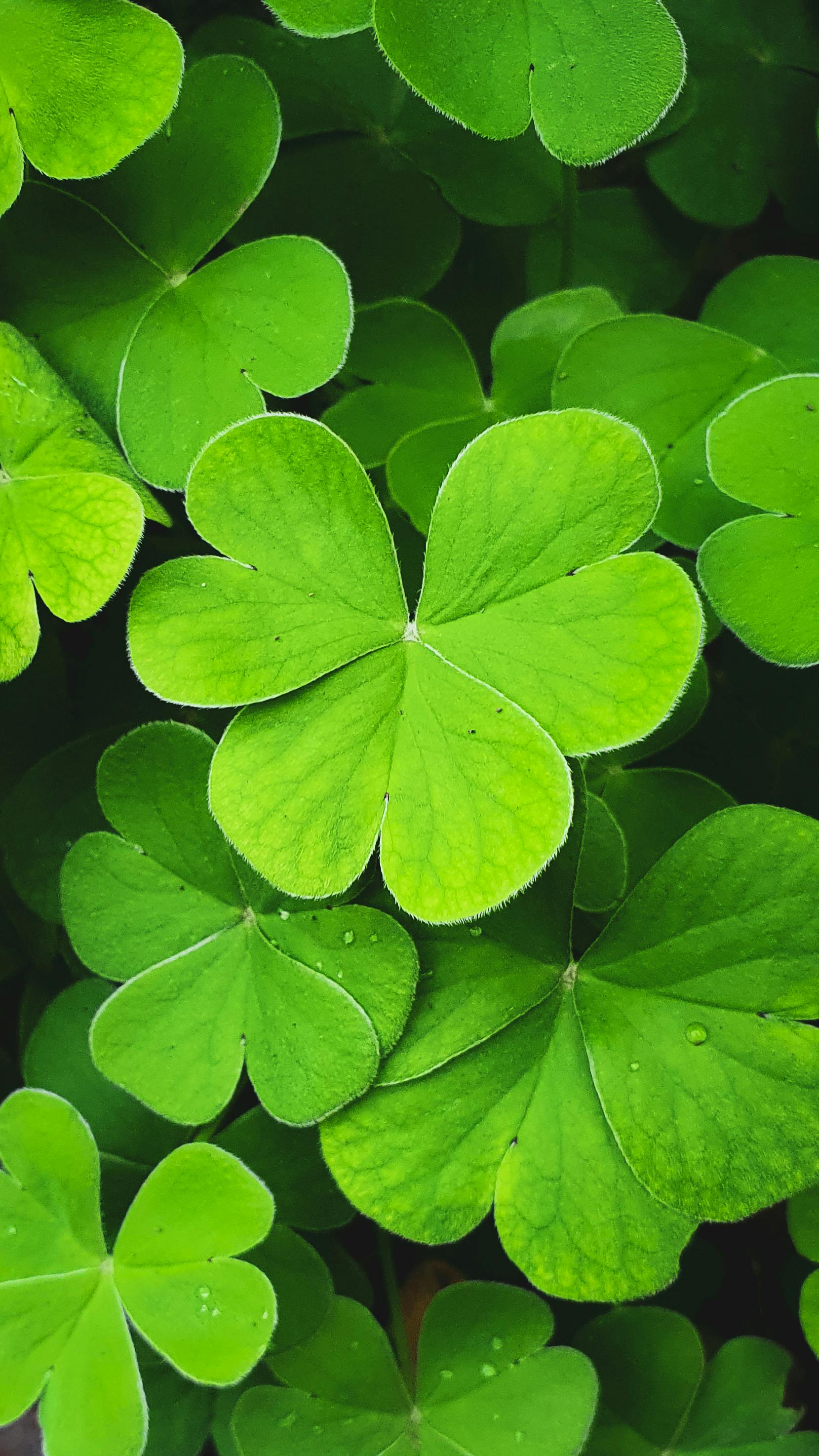 Four Leaf Clovers Photo, Download The BEST Free Four Leaf Clovers & HD Image