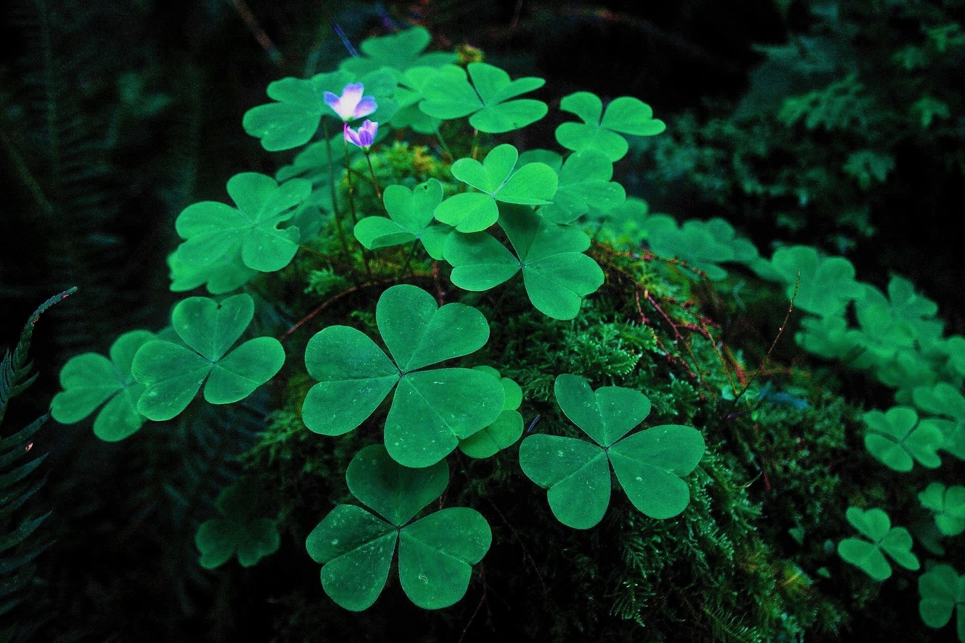 Download Green Nature Clover HD Wallpaper