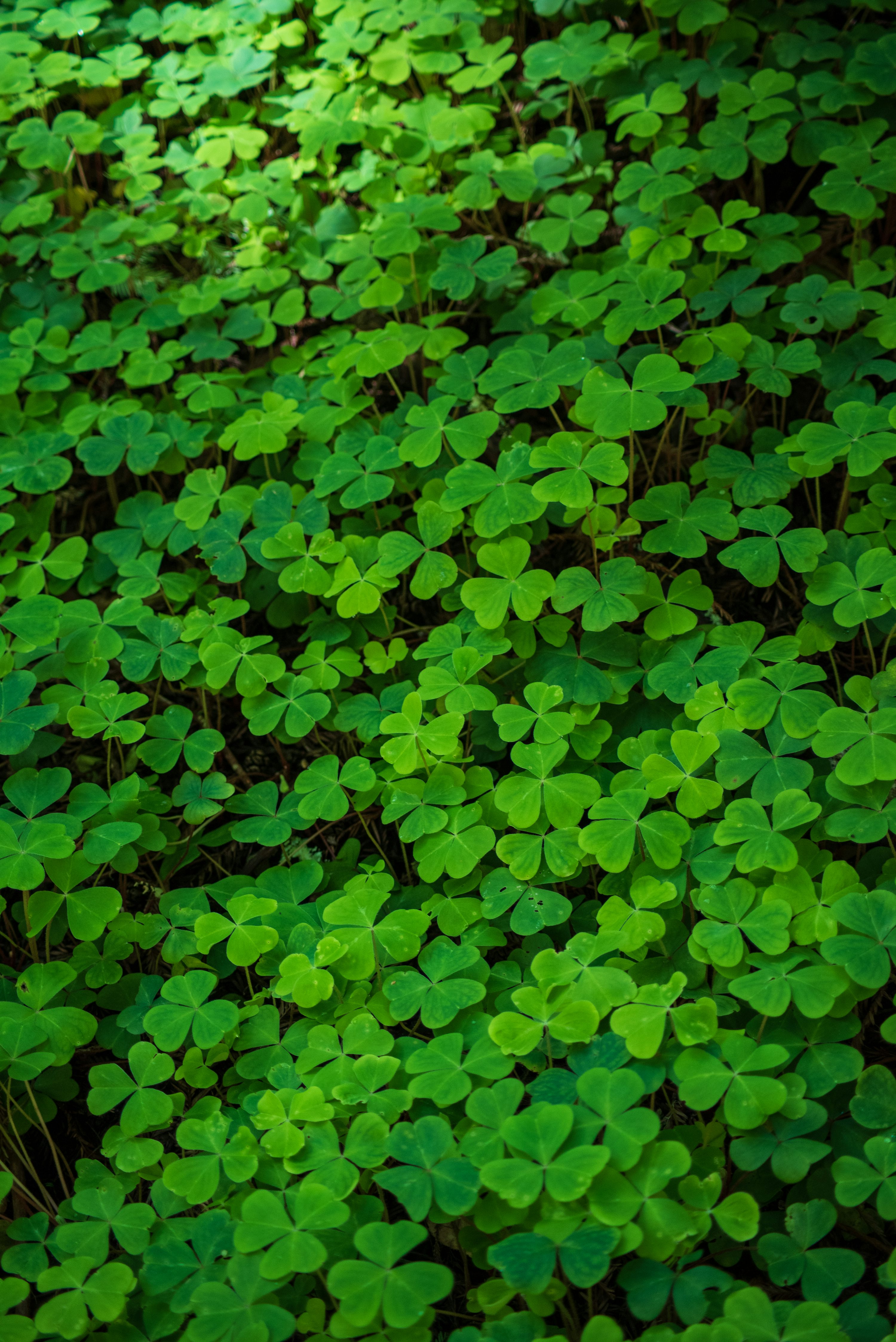 Four Leaf Clover Picture. Download Free Image