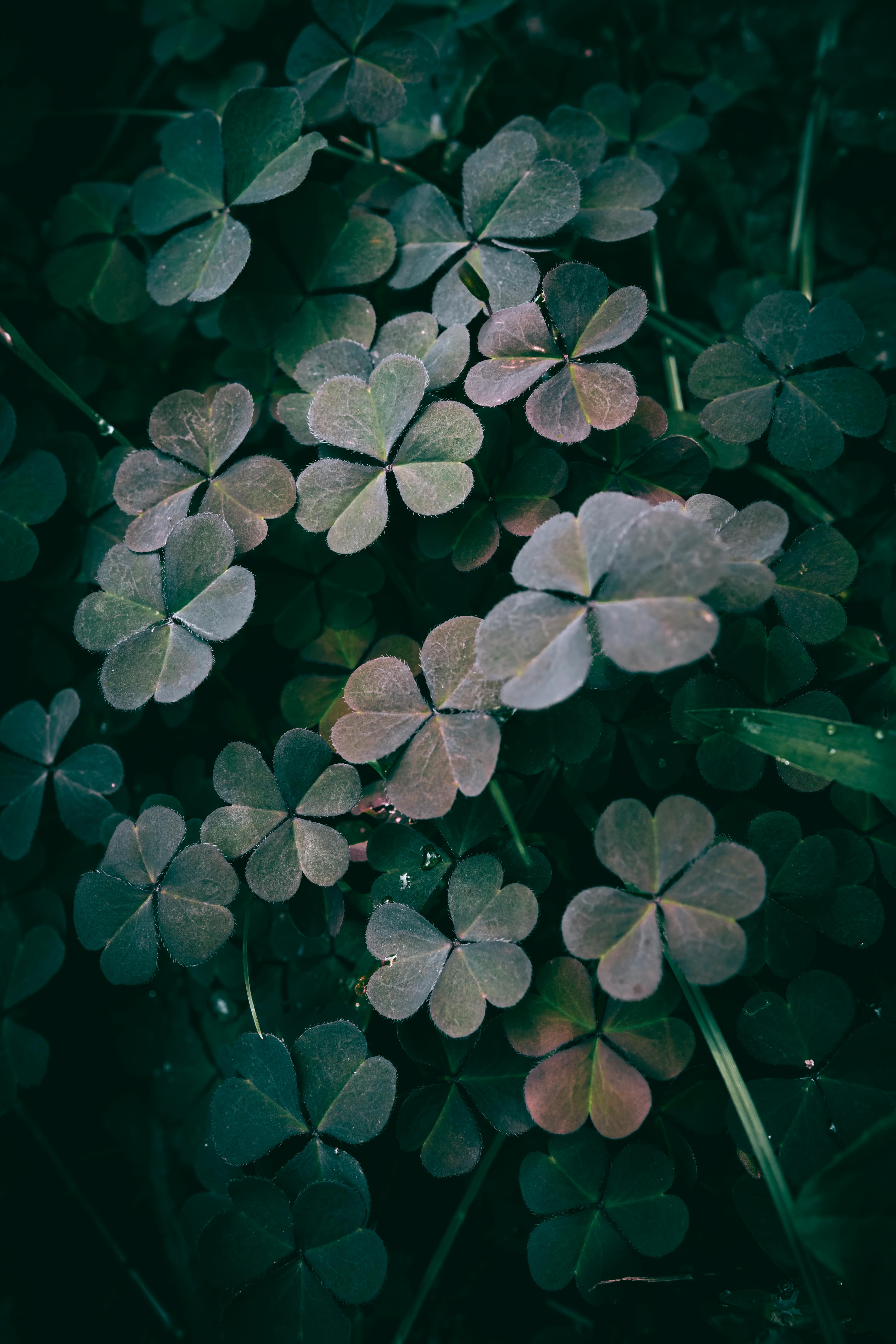 Four Leaf Clovers Photo, Download The BEST Free Four Leaf Clovers & HD Image