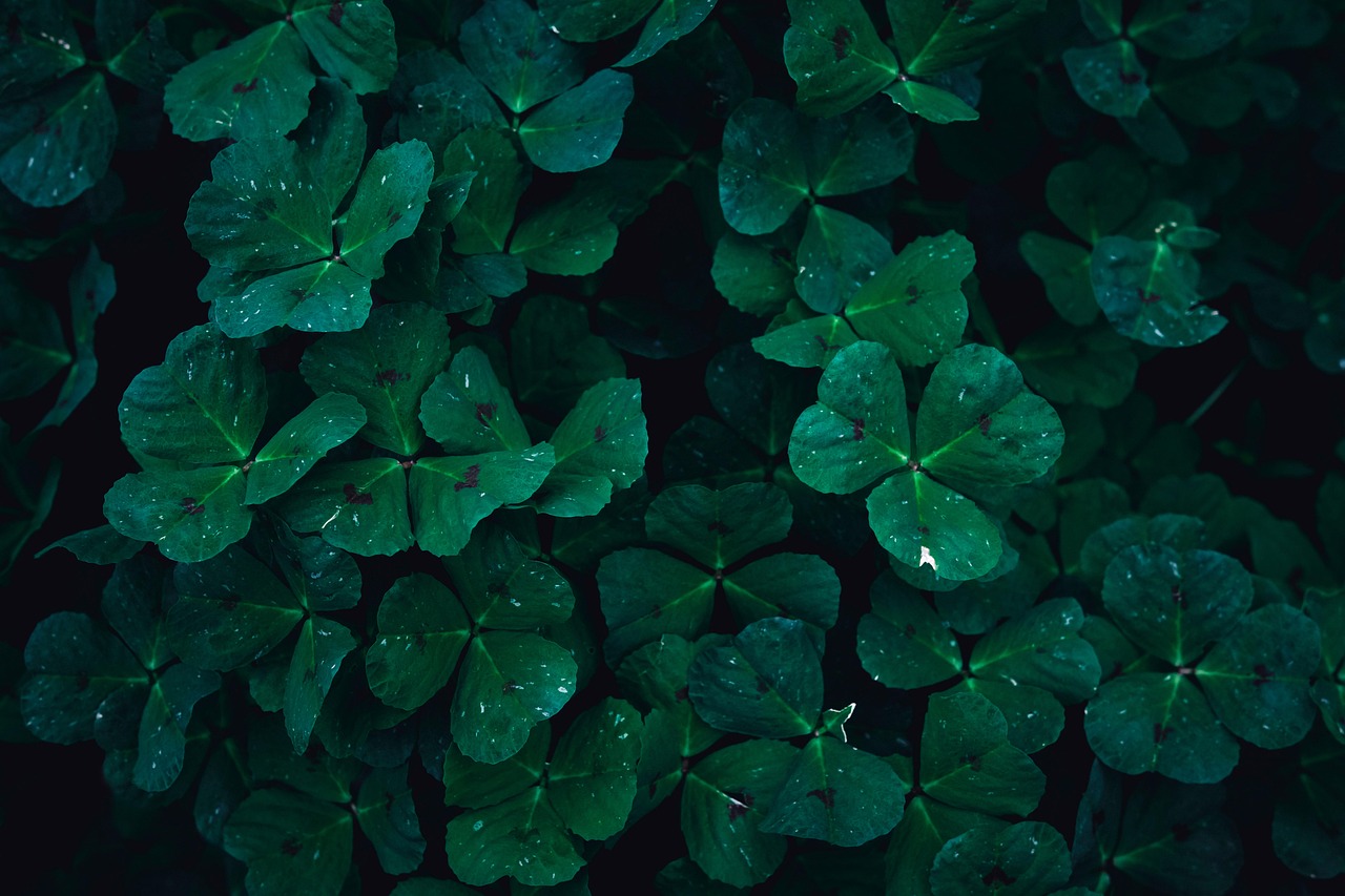 Clover Plants Green Leaves Dark