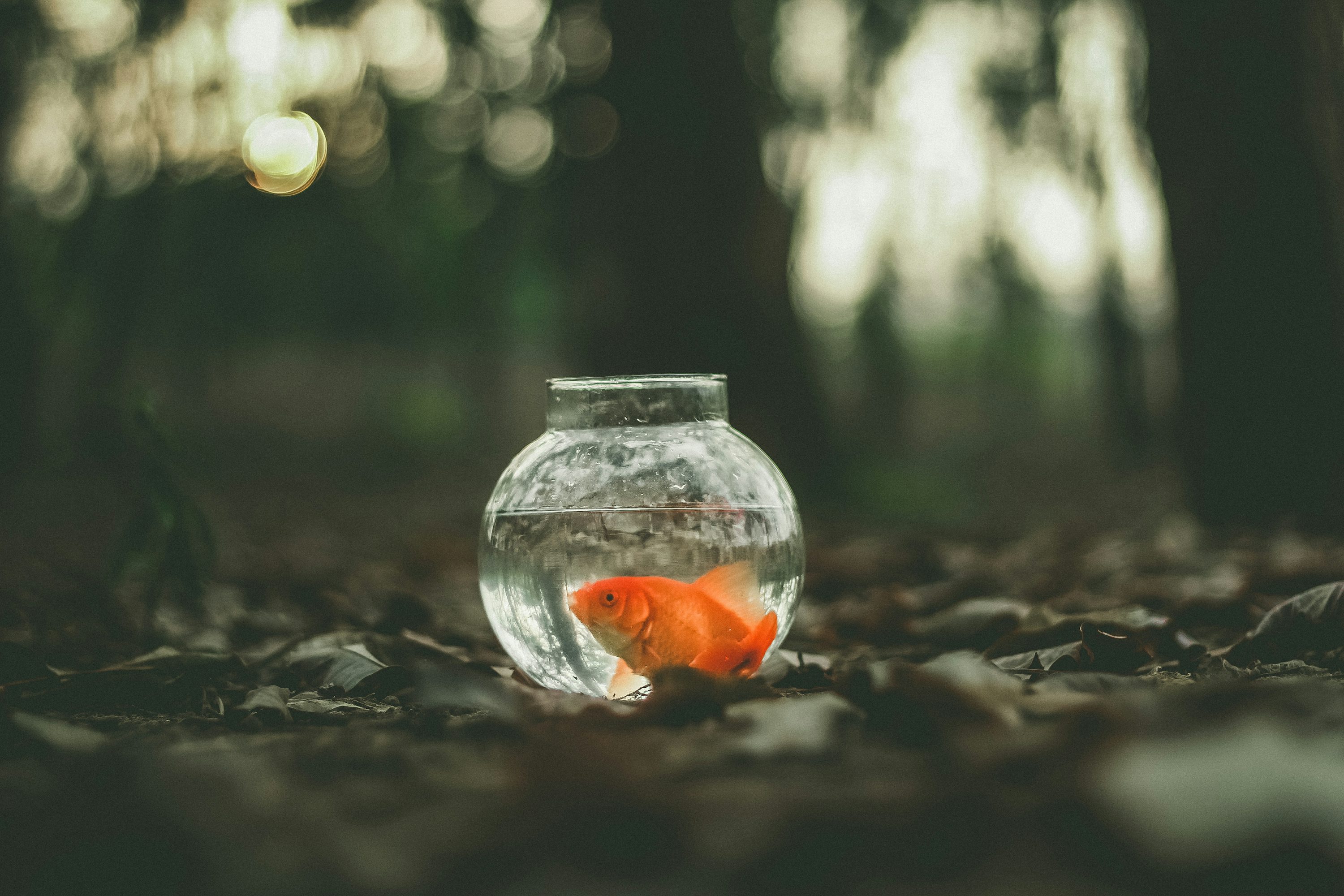 Goldfish Bowl Picture. Download Free Image
