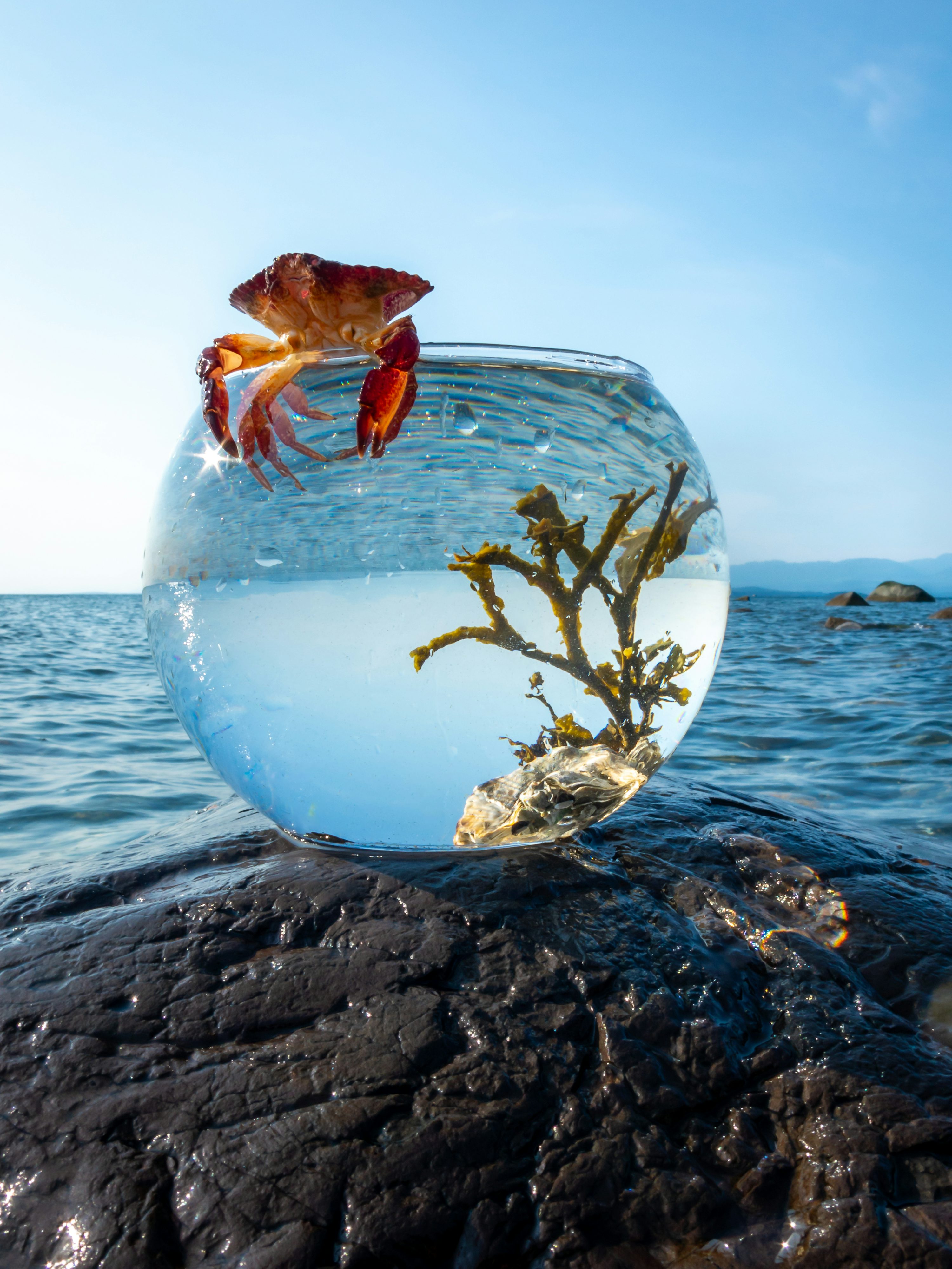Fishbowl Picture. Download Free Image