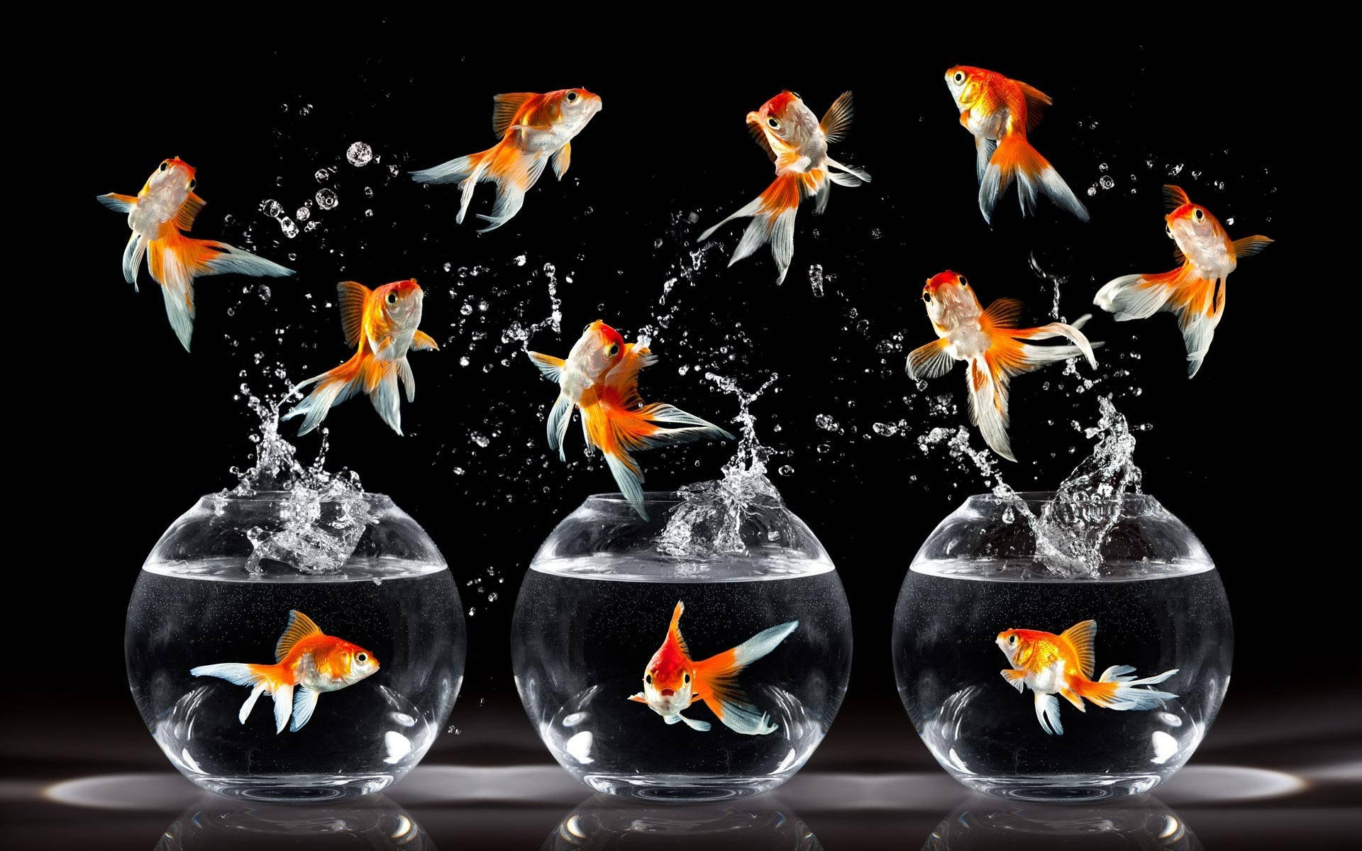 Download HD Fish Bowl Jumping Goldfish Species Wallpaper