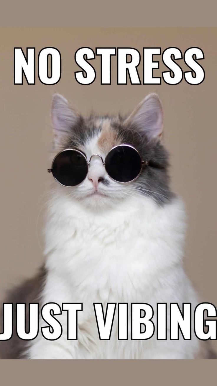 Free Funny Wallpaper For Your Phone