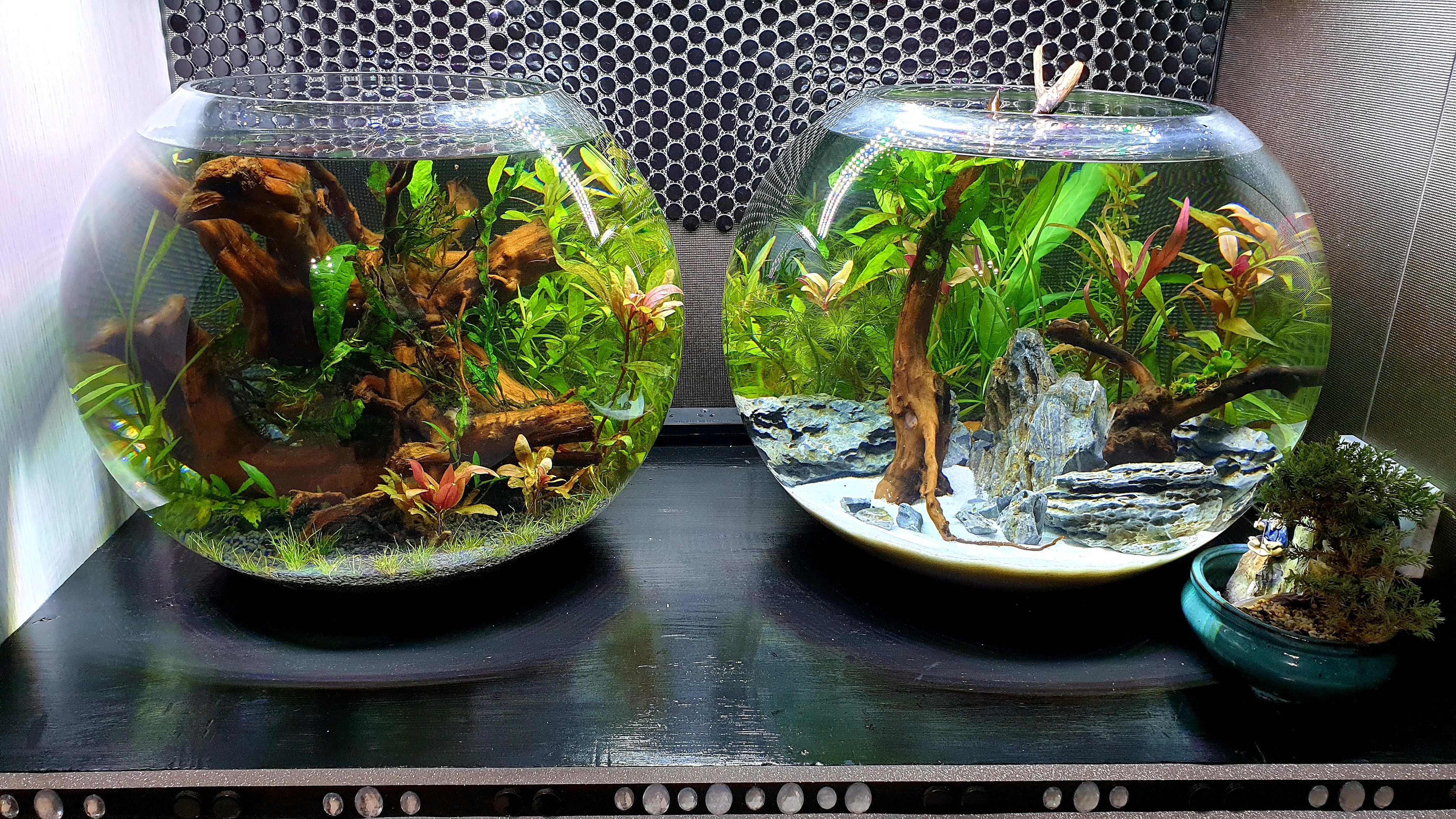 Top Decorated Aquarium and Fish Bowl HD Wallpaper